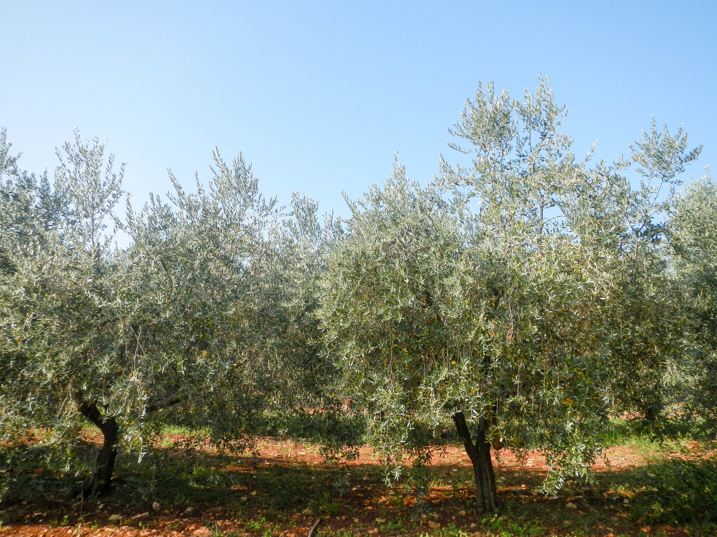 Olive grove near Cape Velta, Istria, Croatia