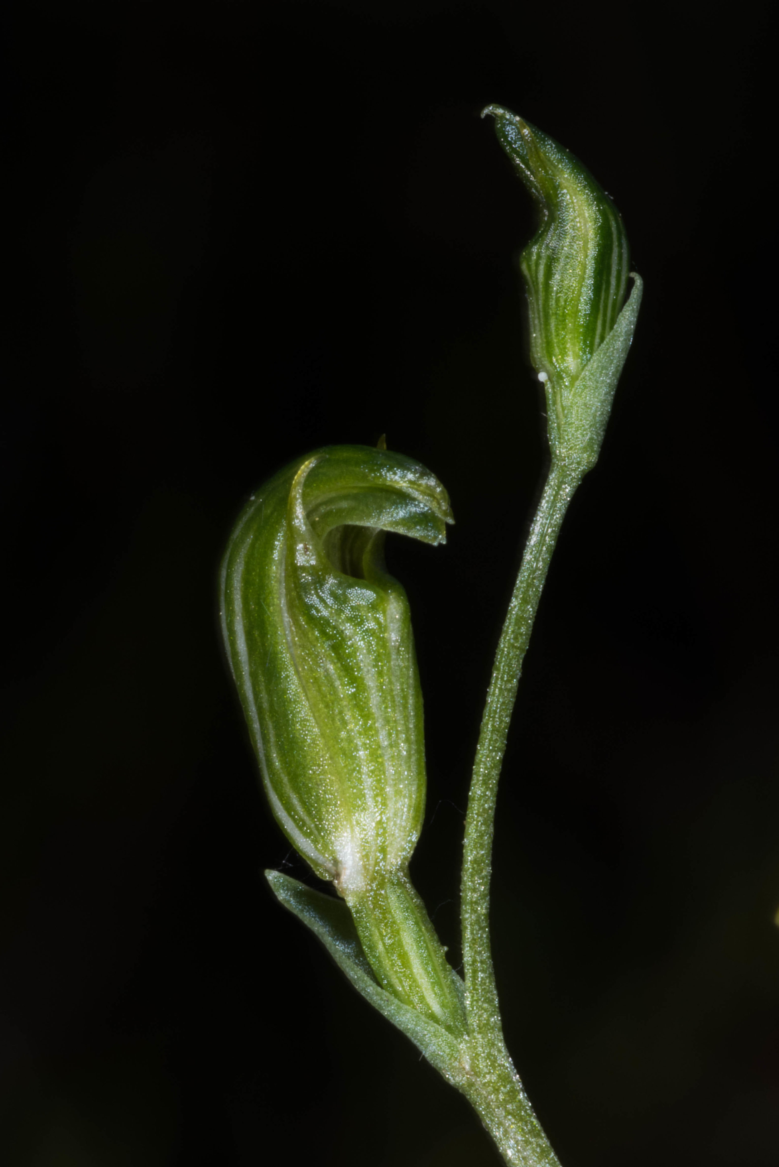 Pterostylis parviflora