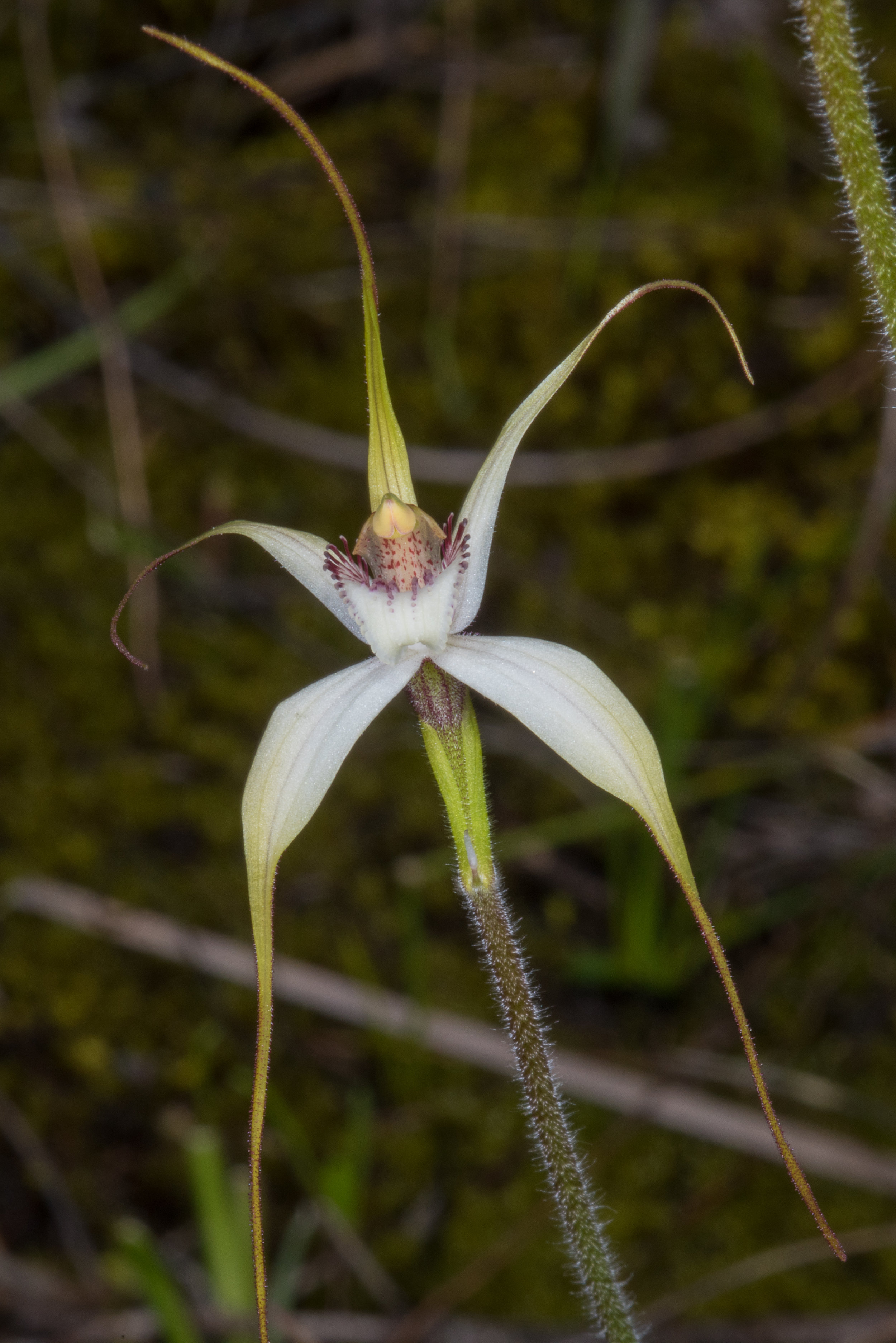  Caladenia christineae - Christine's Spider Orchid, Lake Muir 