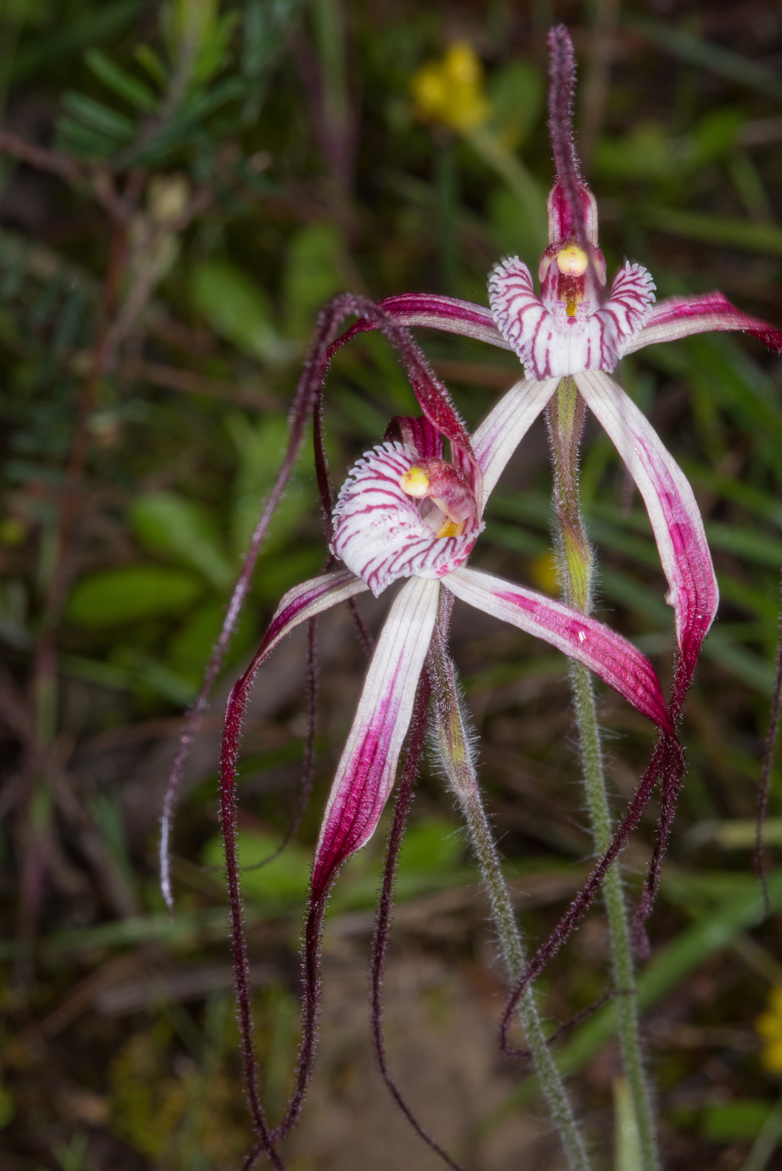  Caladenia chapmanii – Chapman’s Spider Orchid, Sayer Street, Dunsborough 