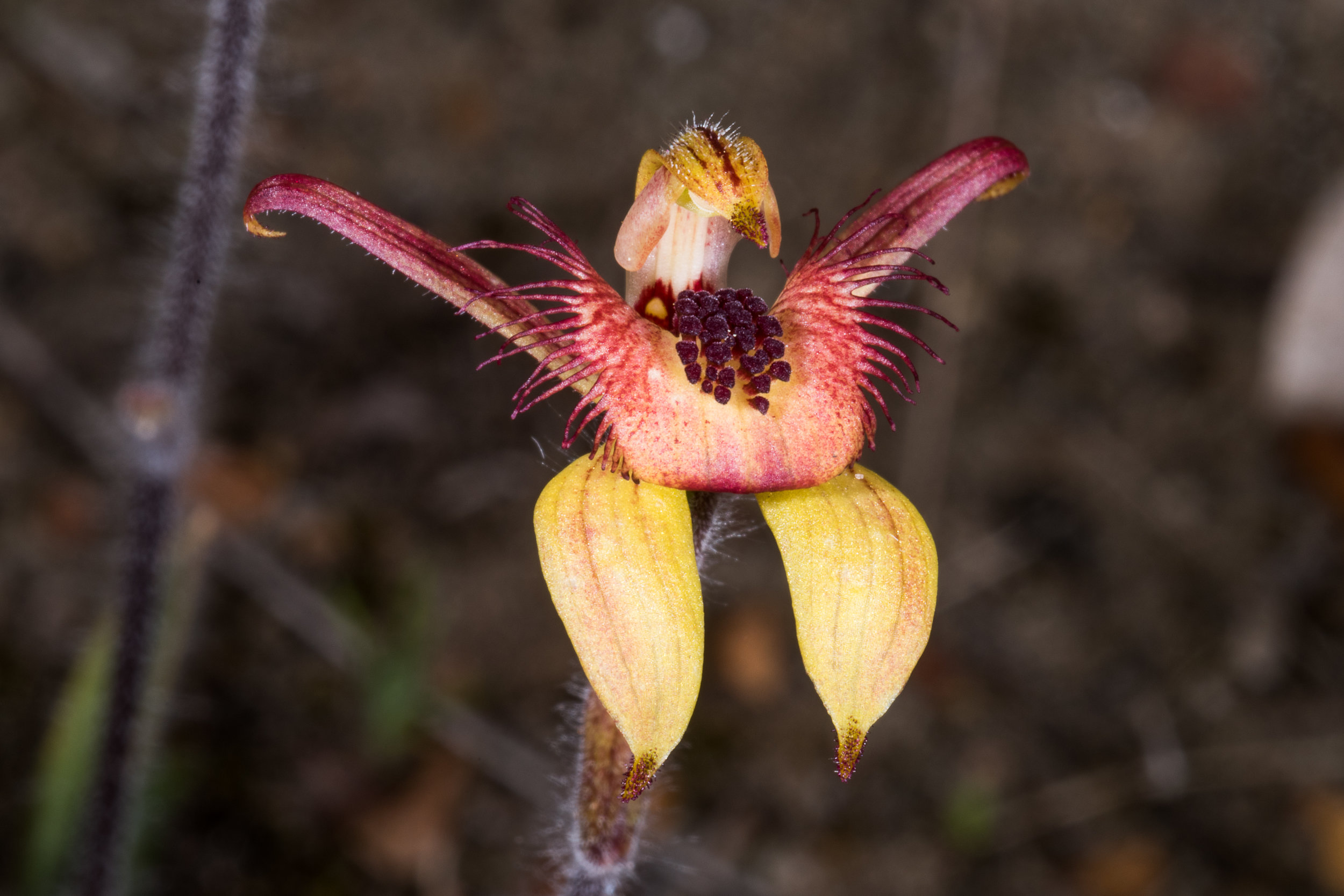  Caladenia discoidea – Dancing Orchid, Mondurup Reserve, Mt Barker 