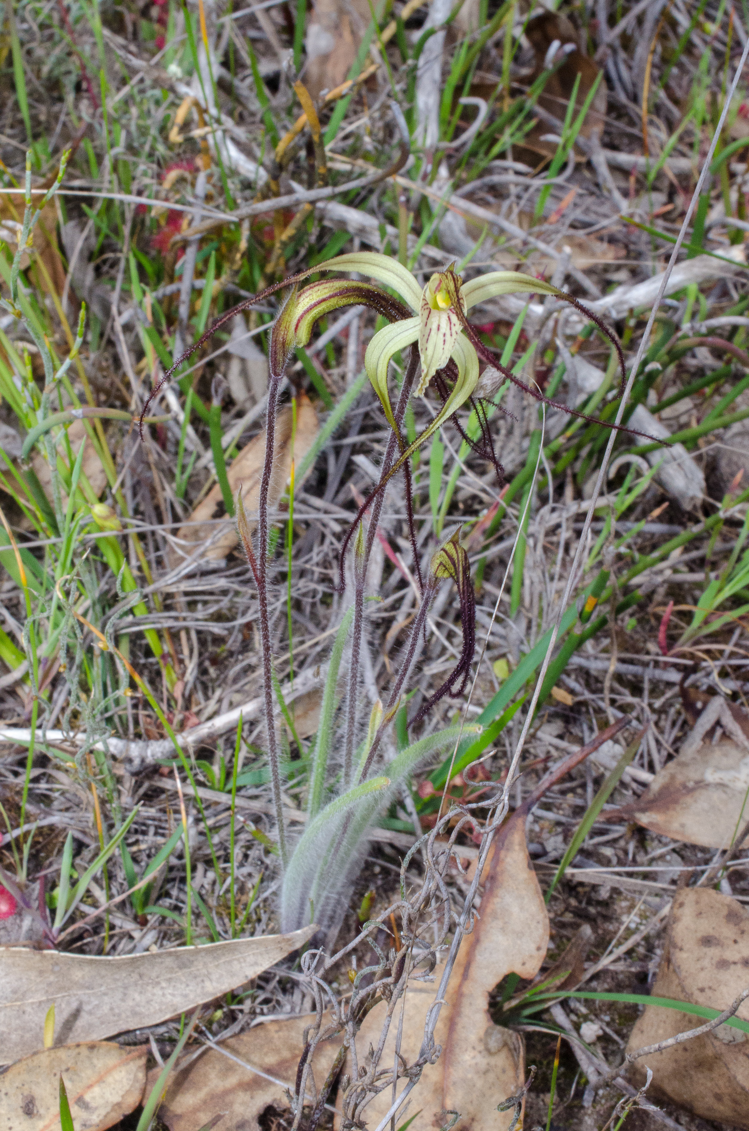  Caladenia evanescens - Semaphore Spider Orchid, Tenterden 