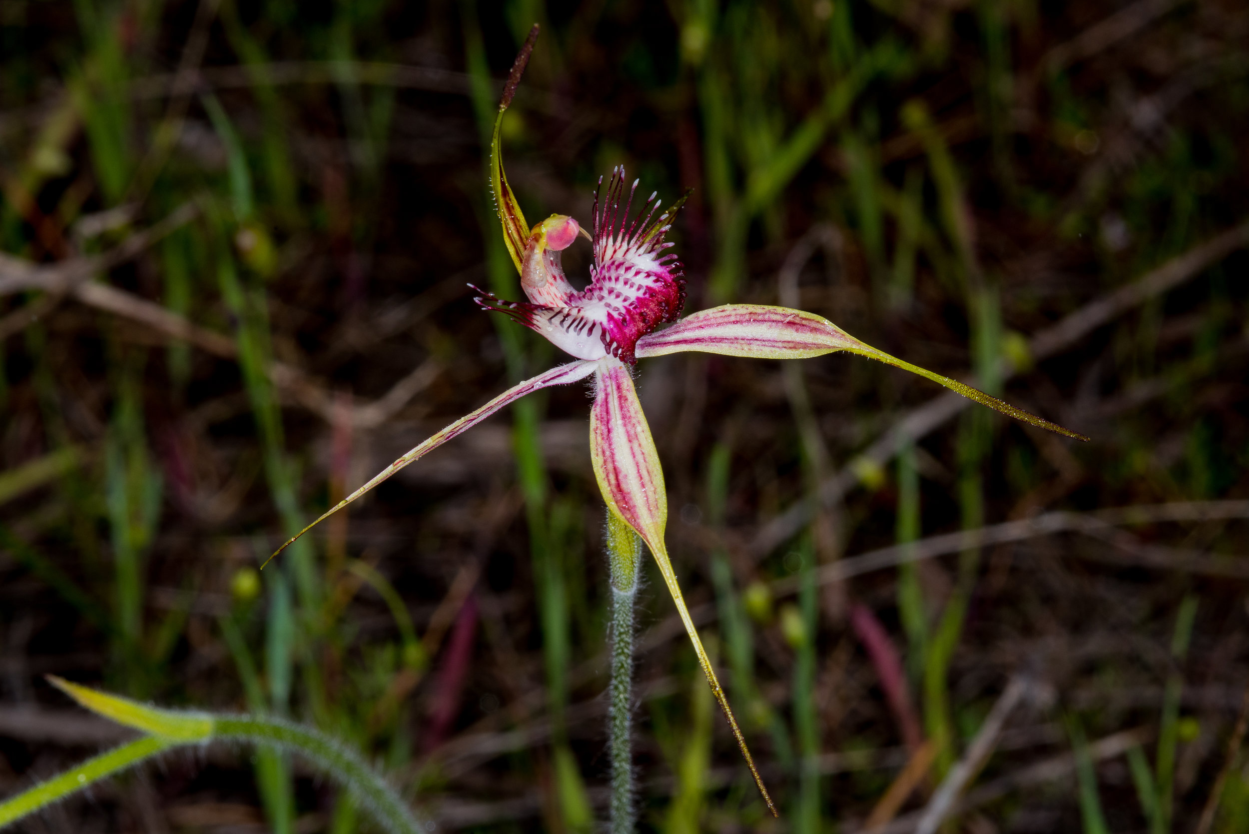  Caladenia arenicola – Carousel Spider Orchid, Nowergup 