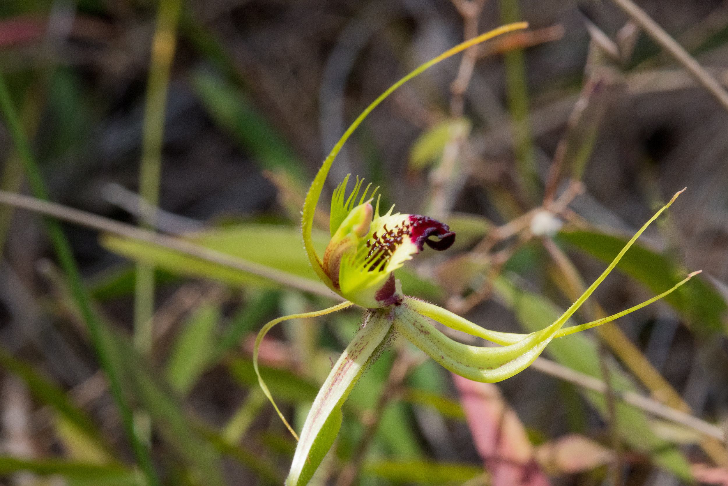  Caladenia attingens ssp. attingens – Forest Mantis Orchid, Island Point Reserve, near Mandurah 
