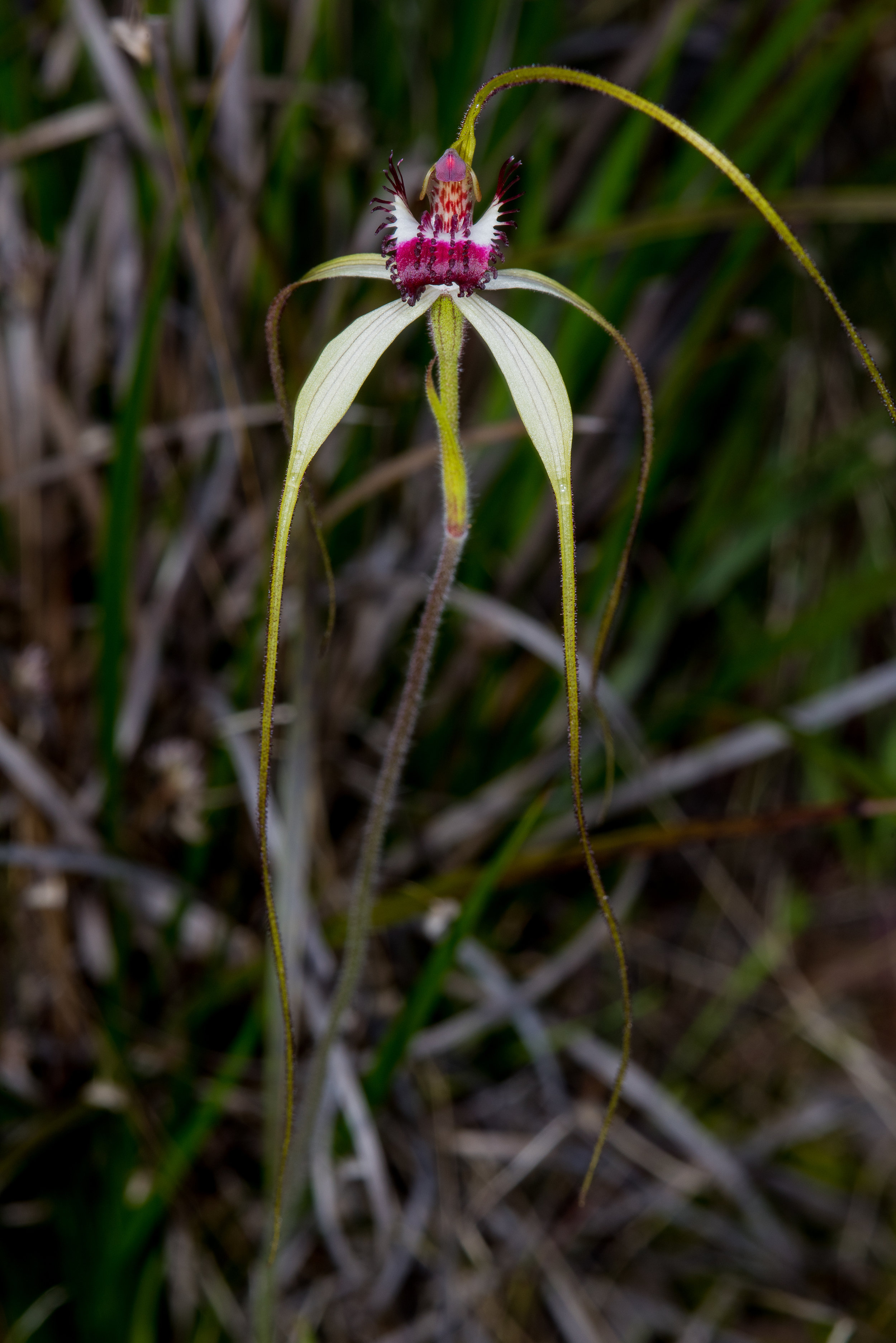  Caladenia excelsa – Giant Spider Orchid,Caves Road, Yallingup 