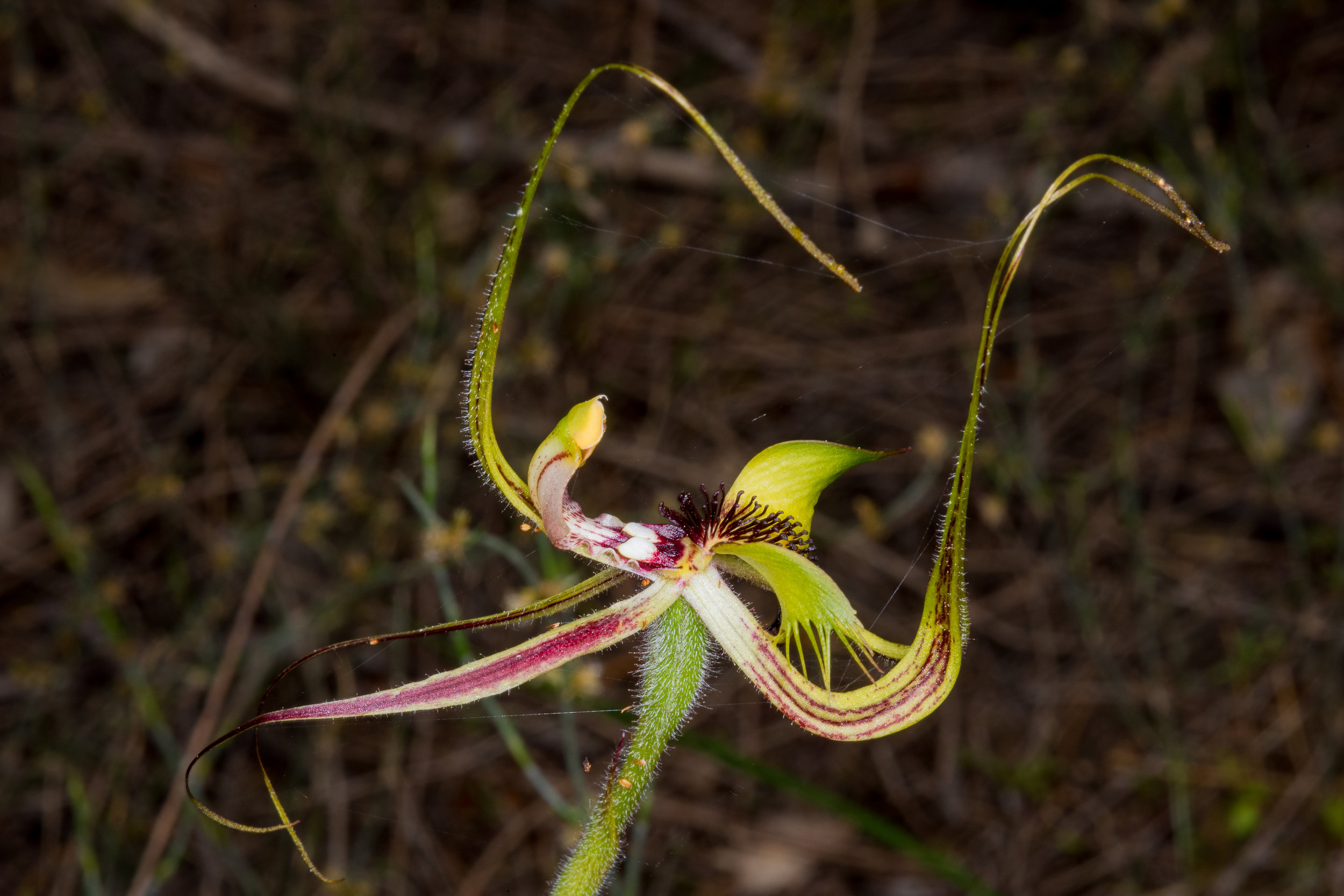  Caladenia falcata - Fringed Mantis Orchid, Marra Bridge, Pallinup River Nature Reserve 