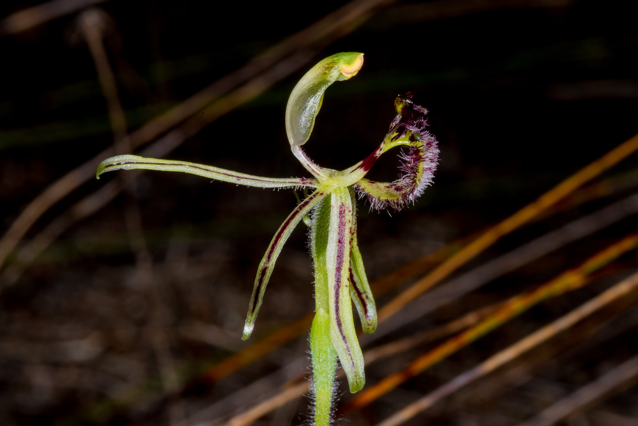  Caladenia barbarossa – Dragon Orchid, Tozer's Bush Camp, Bremer Bay area 