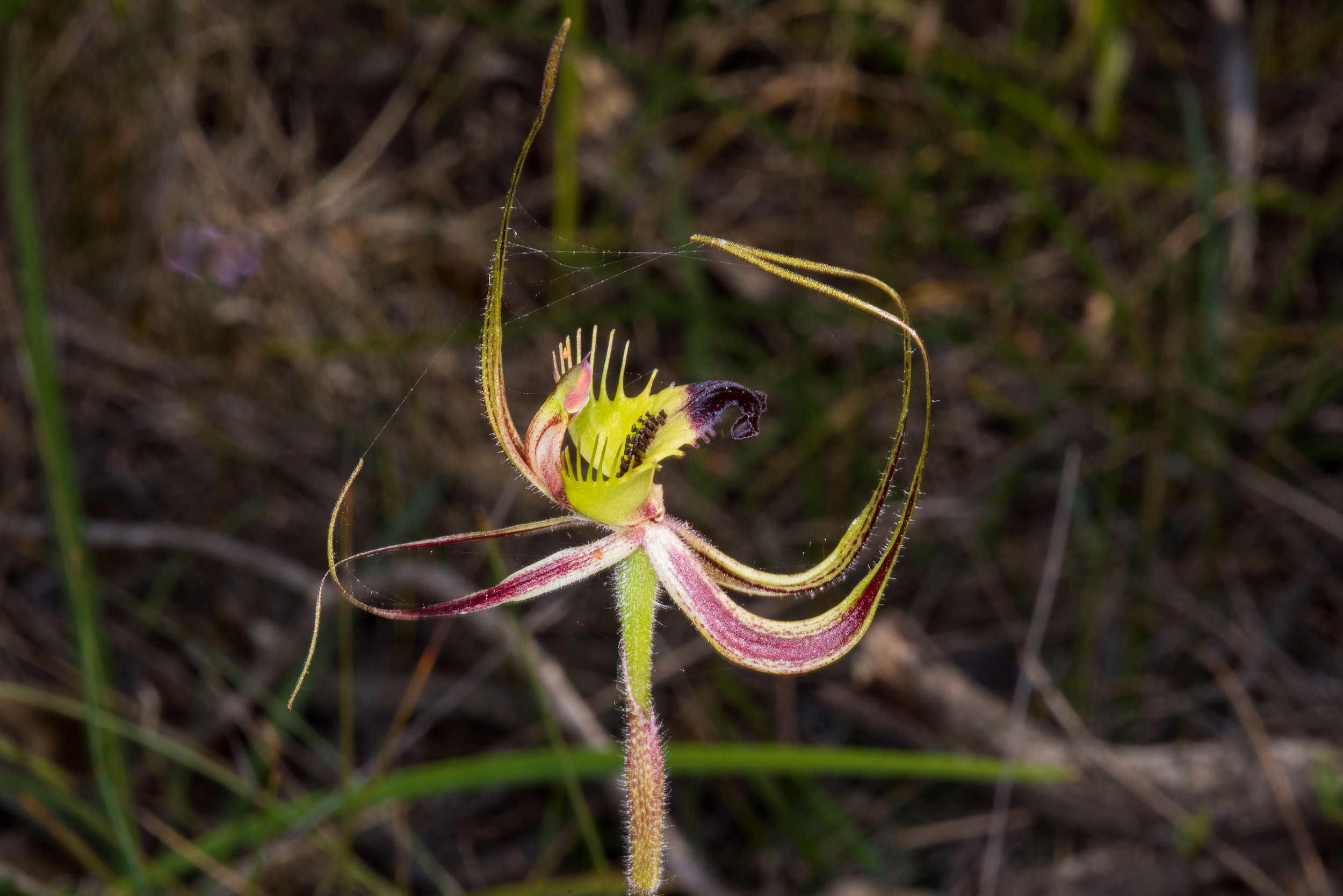  Caladenia attingens ssp. gracillima – Small Mantis Orchid, Jerramungup 