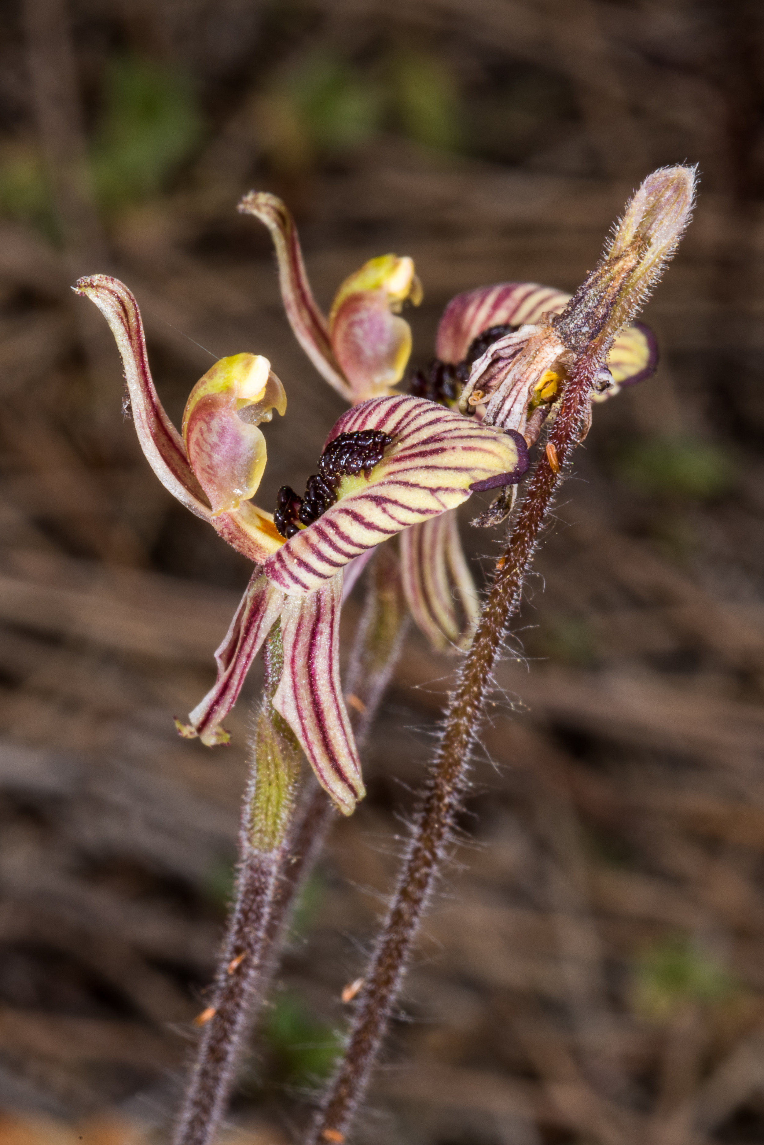  Caladenia cairnsiana – Zebra Orchid, Needilup 