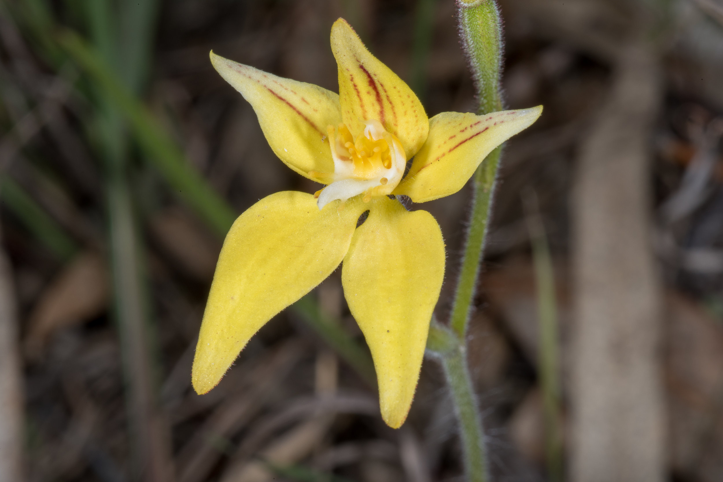  Caladenia flava, Eneabba area 