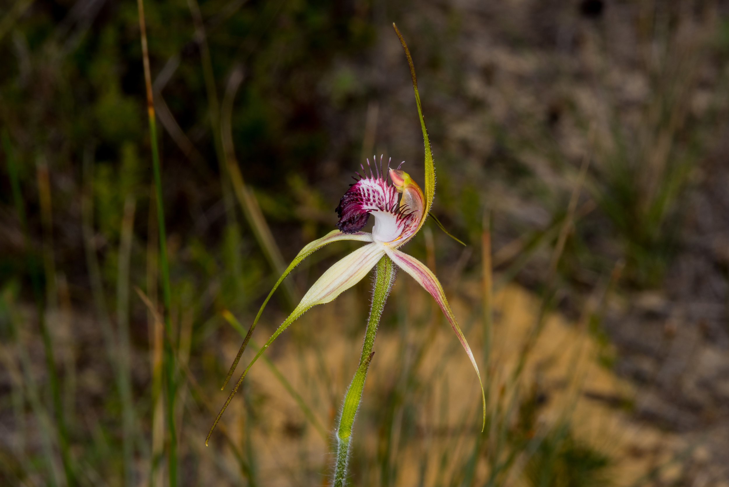  Caladenia georgei - Tuart spider orchid, Wireless Hill, Perth 