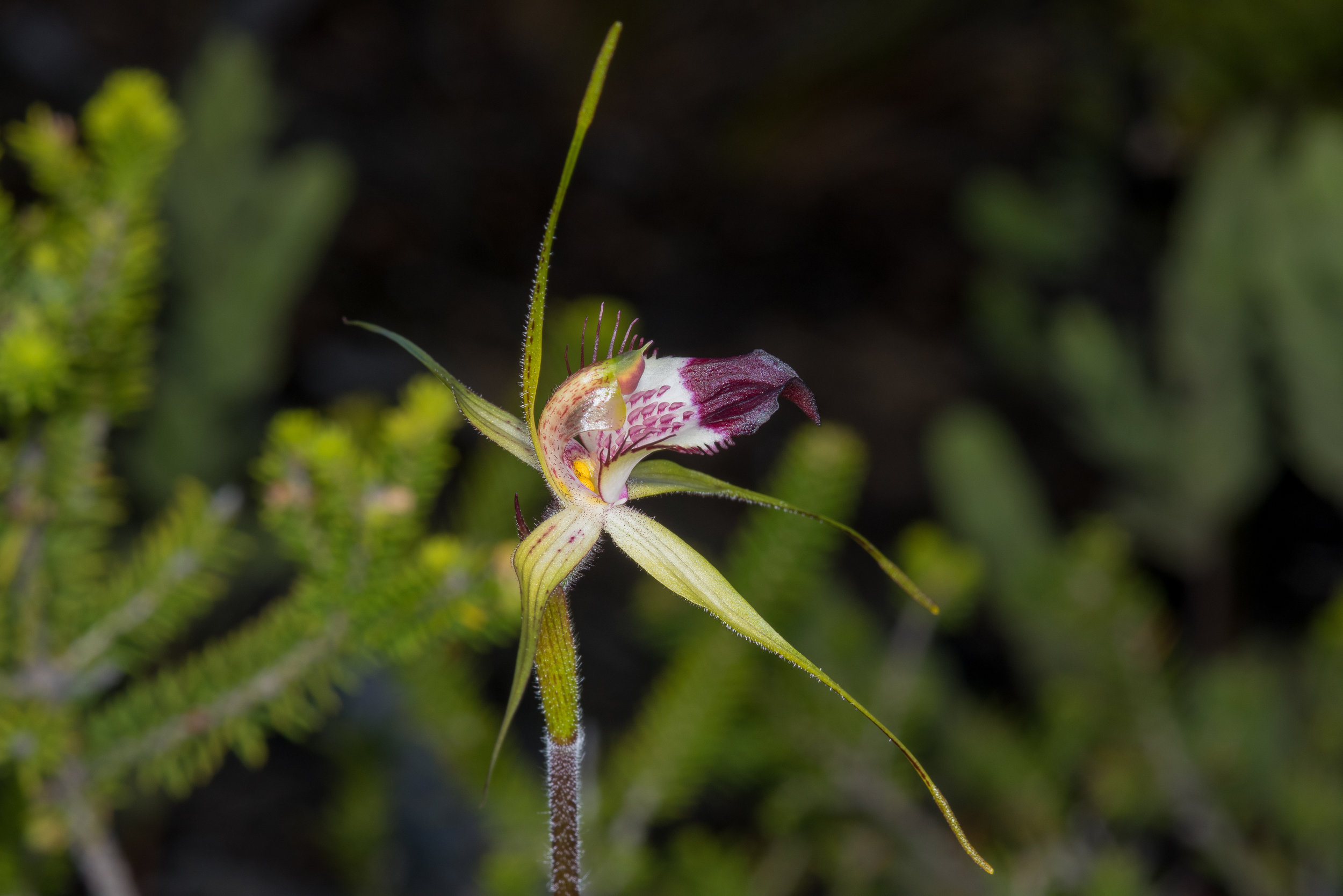  Caladenia granitora – Granite Spider Orchid, Cheyne Beach, Albany 