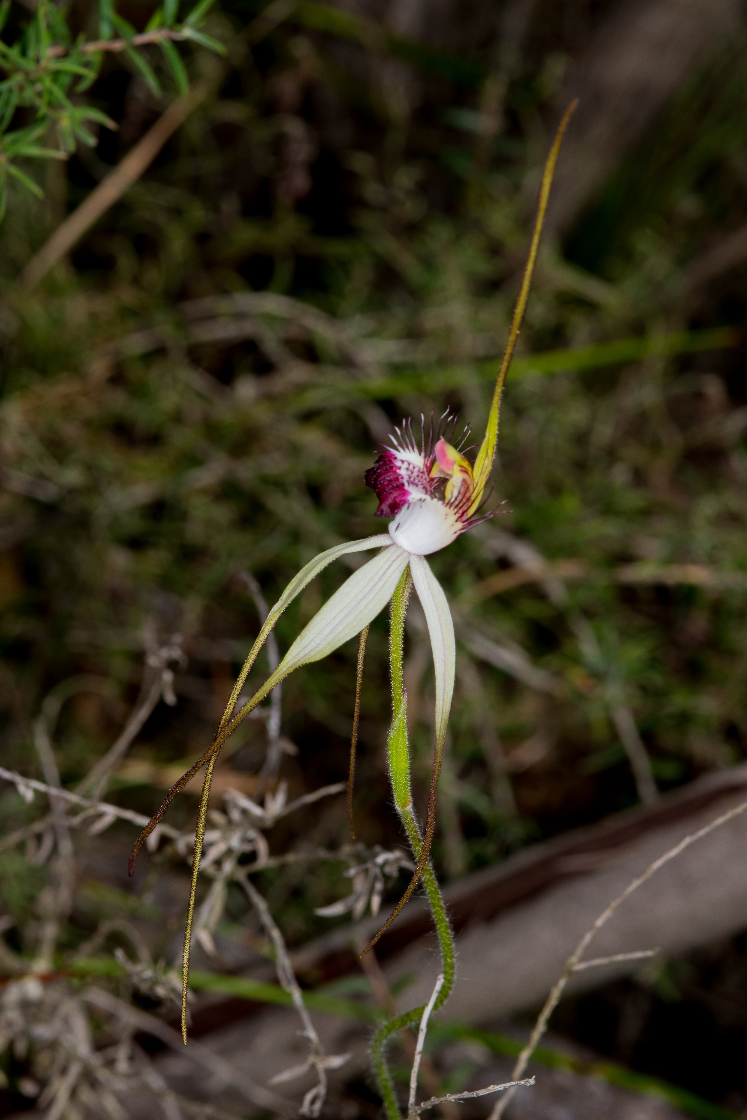  Caladenia heberleana – Heberle’s Spider Orchid, Tozer's Bush Camp, Boomer Bay area 