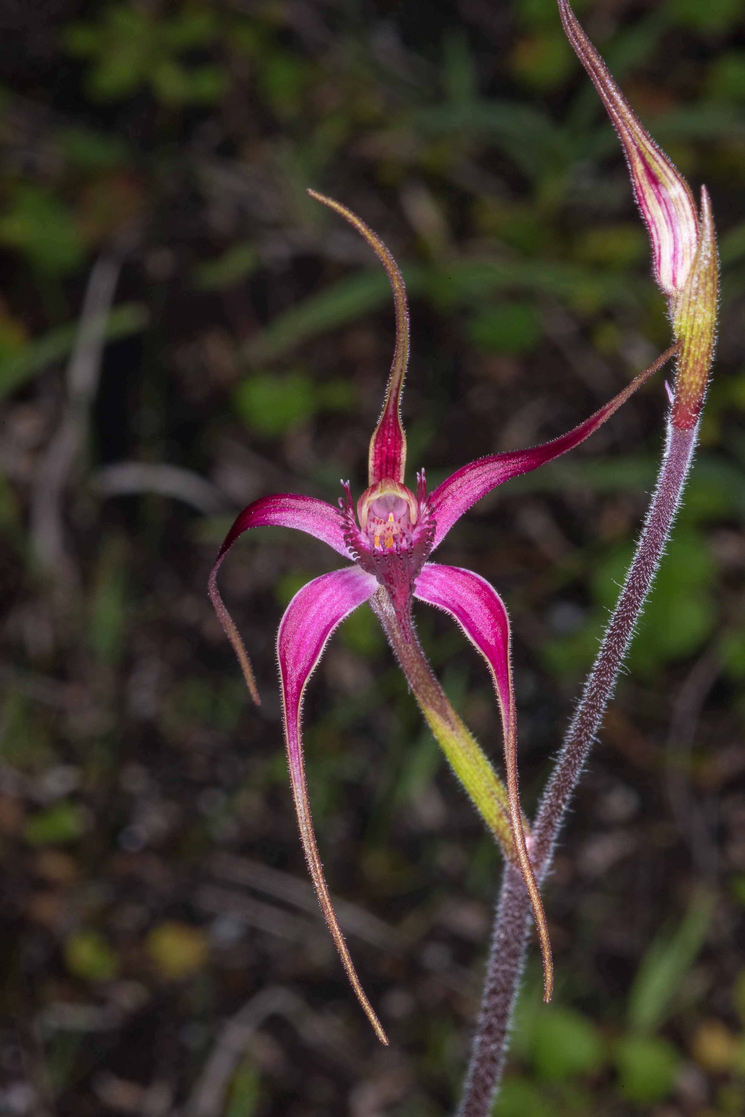  Caladenia harringtoniae – Pink Spider Orchid, Lake Muir 