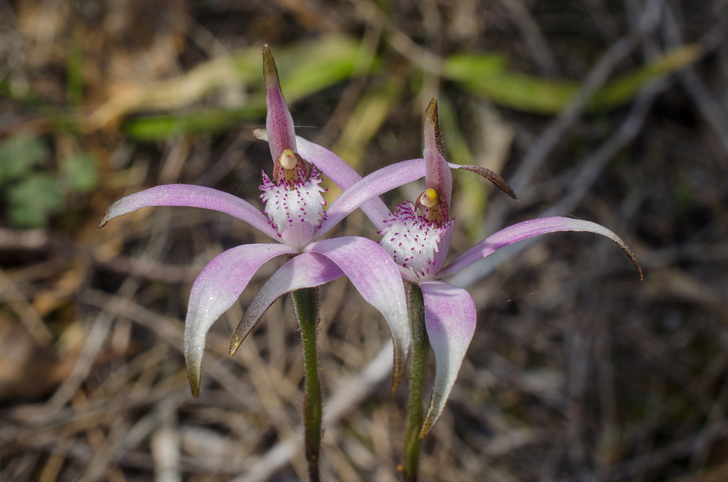  Caladenia hirta ssp. rosea – Pink Candy Orchid, Needilup 