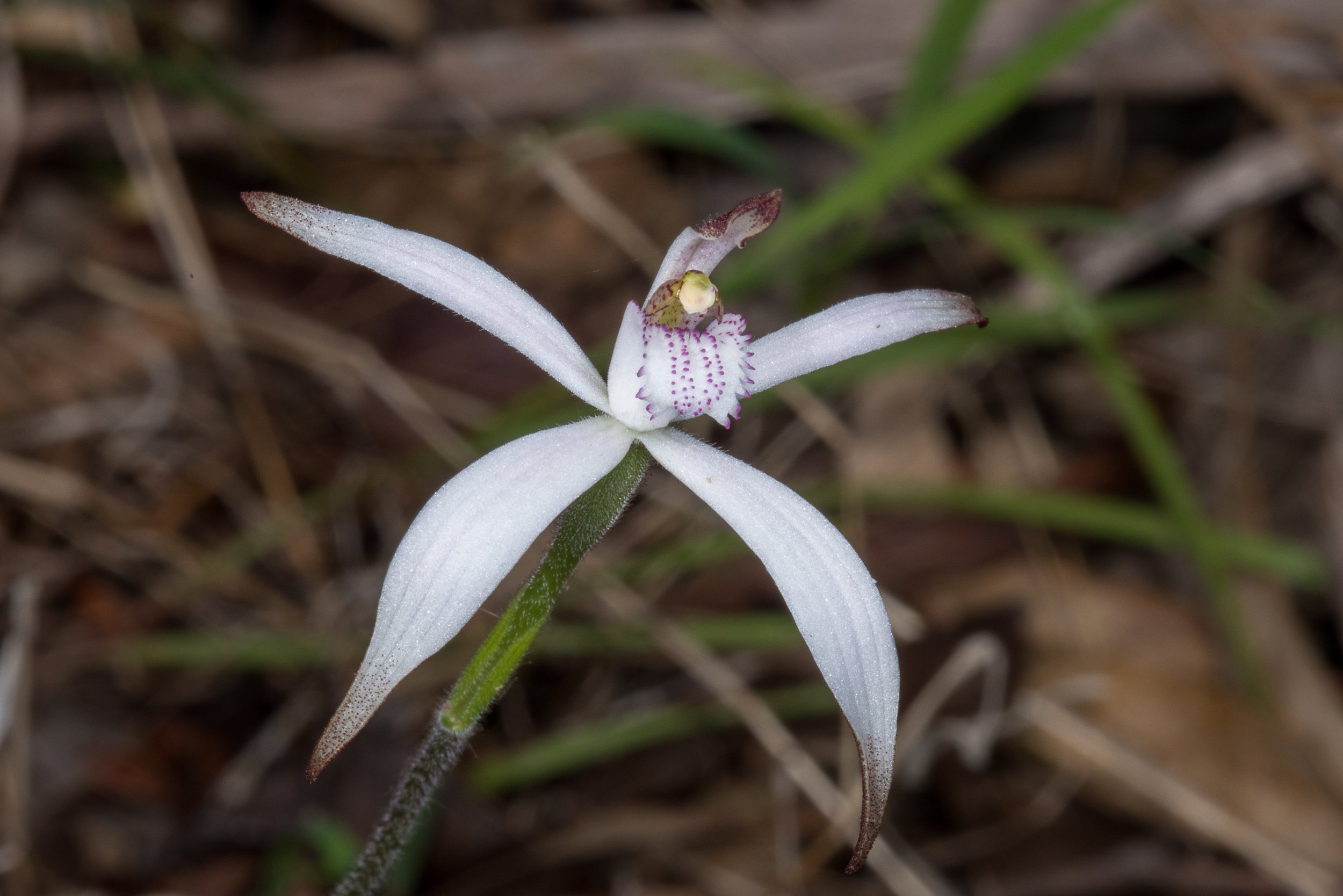  Caladenia hirta ssp. hirta – Sugar Candy Orchid, Arrowsmith 