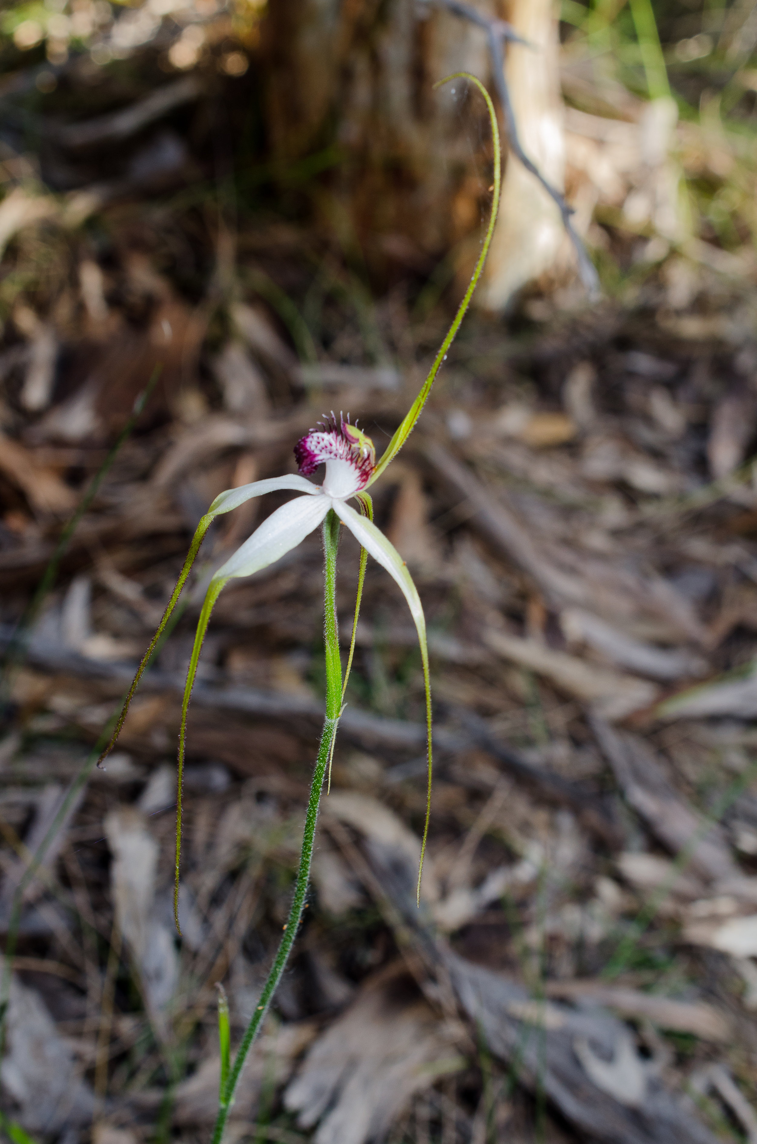  Caladenia huegelii - Grand spider orchid, Stirling Range NP 