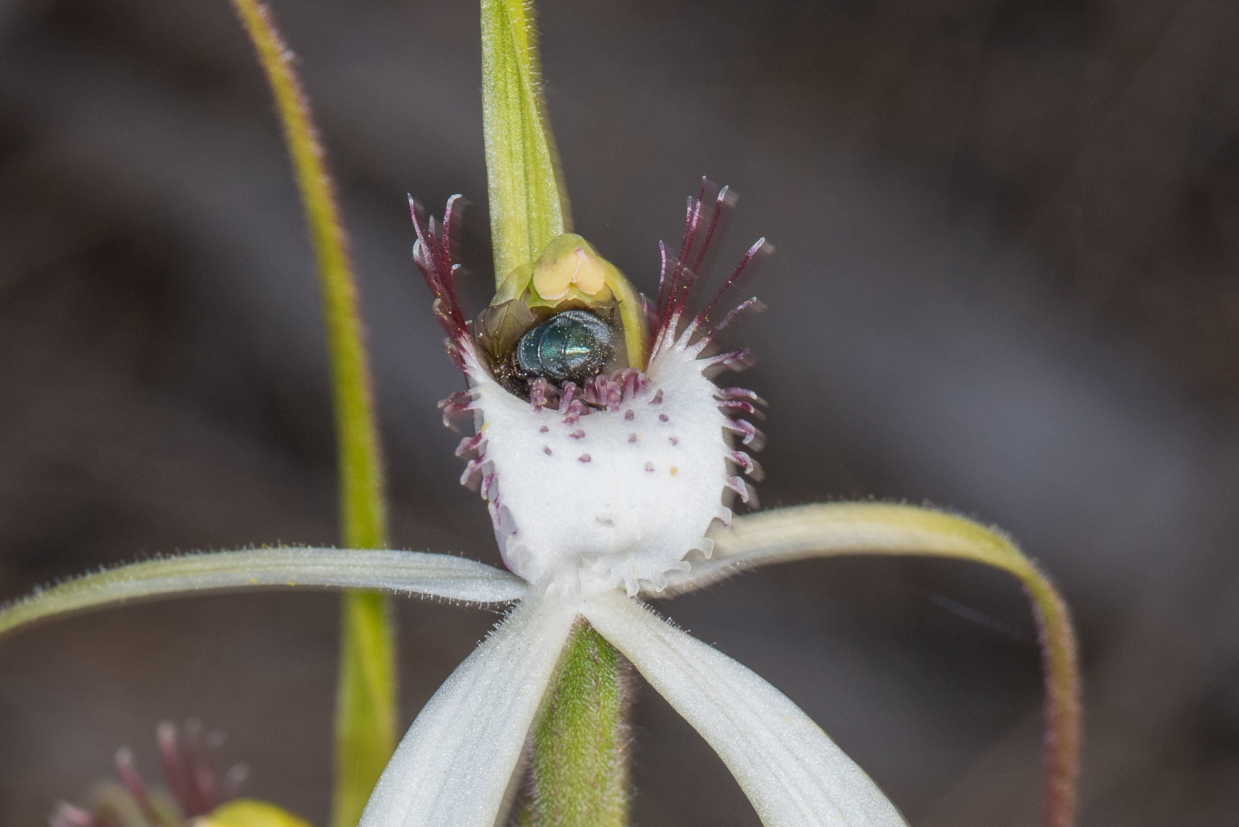  Caladenia longicauda sp. redacta - White spider orchid, Jerramungup 