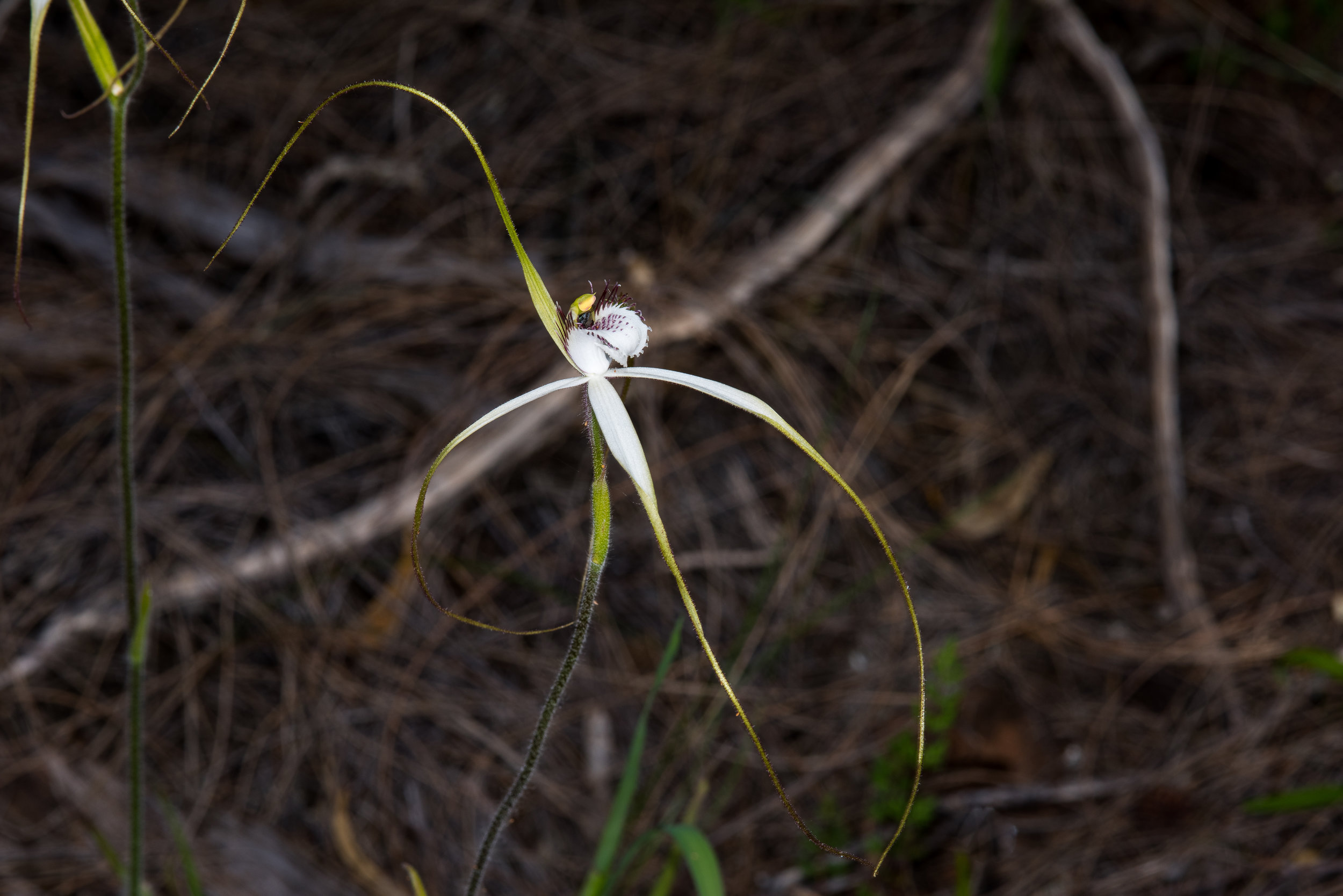  Caladenia longicauda sp. redacta - White spider orchid, Jerramungup 