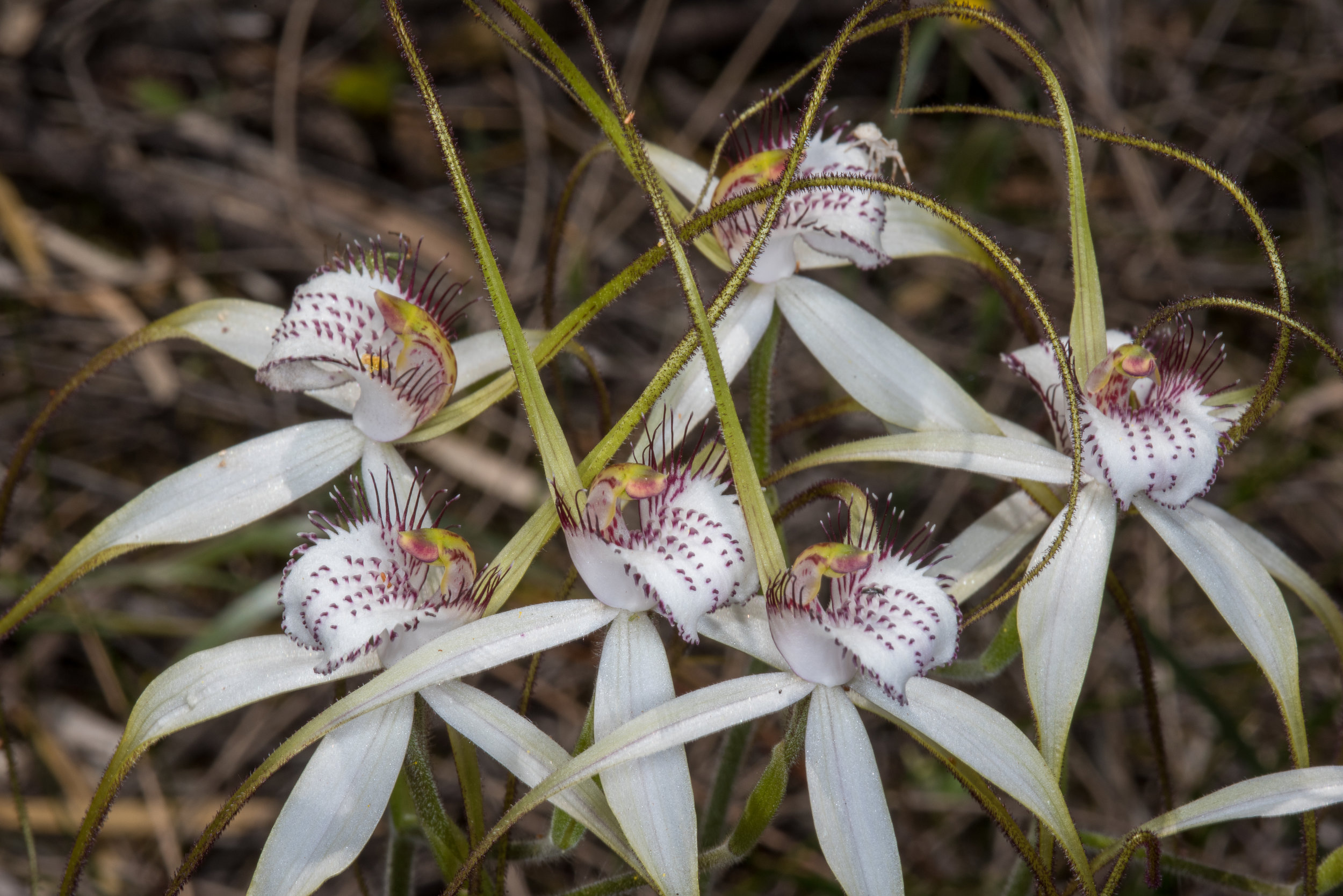  Caladenia longicauda ssp. australora – Southern White Spider Orchid, Needilup 