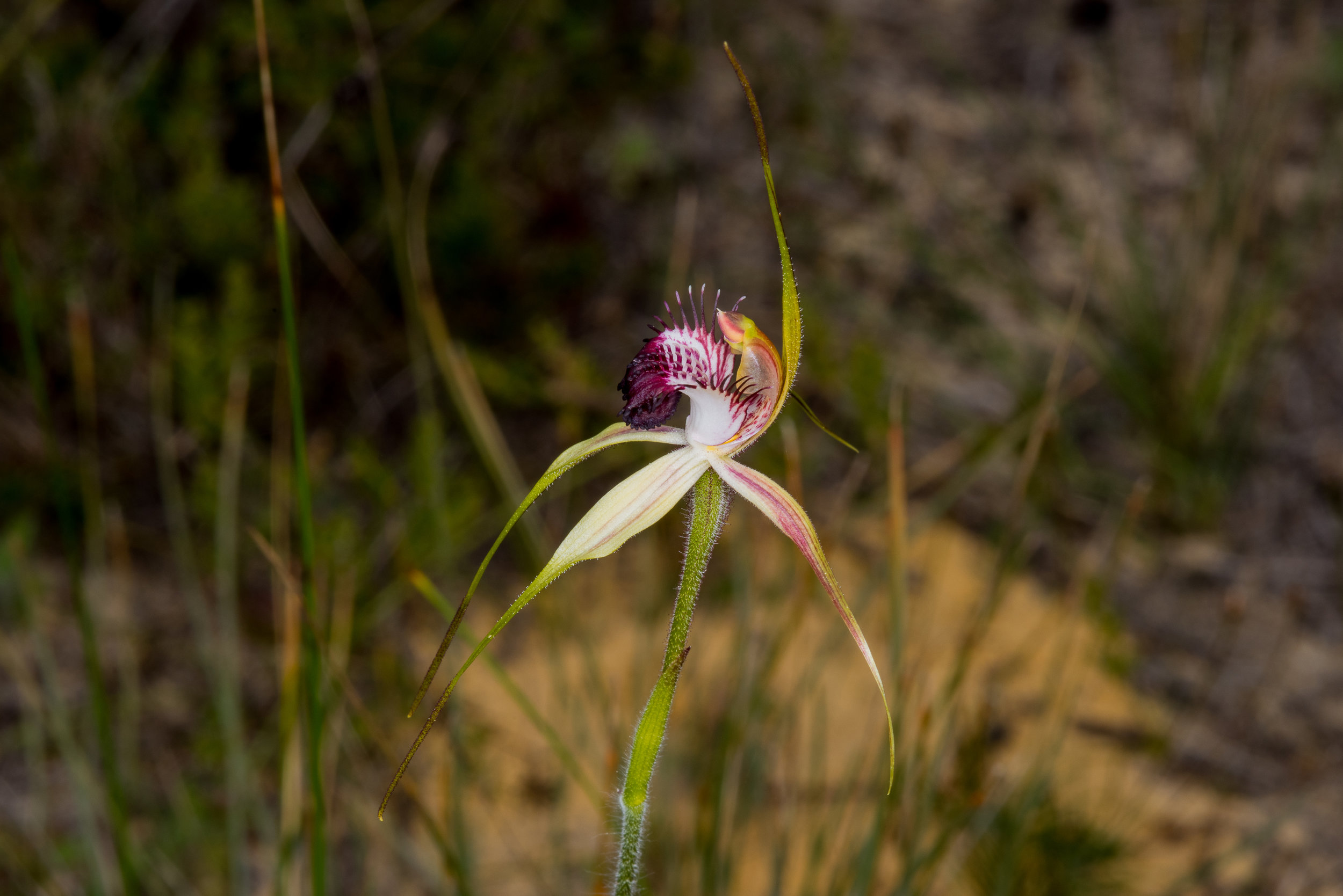  Caladenia huegelii - Grand spider orchid, Stirling Range NP 