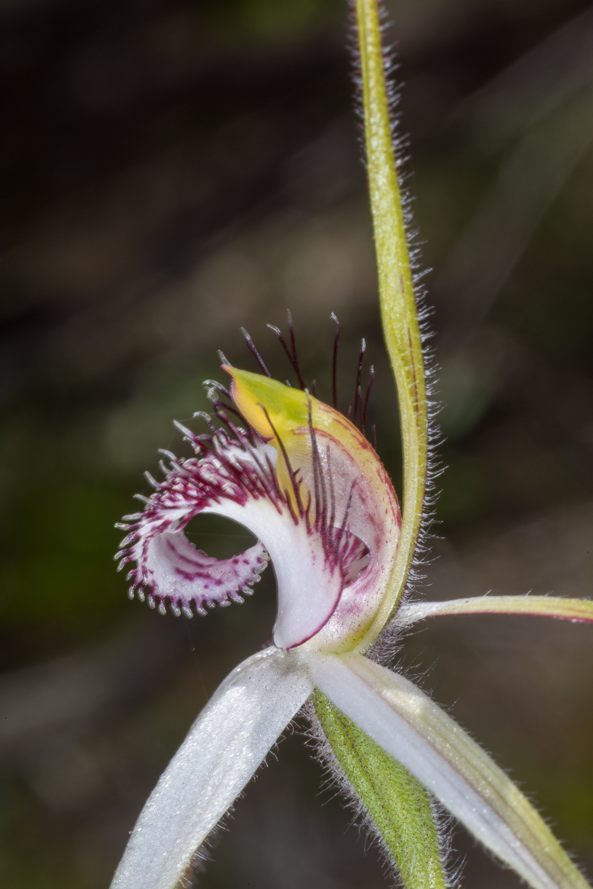  Caladenia longicauda ssp. borealis – Daddy-long-legs Spider Orchid, Wotto Nature Reserve, Eneabba area 