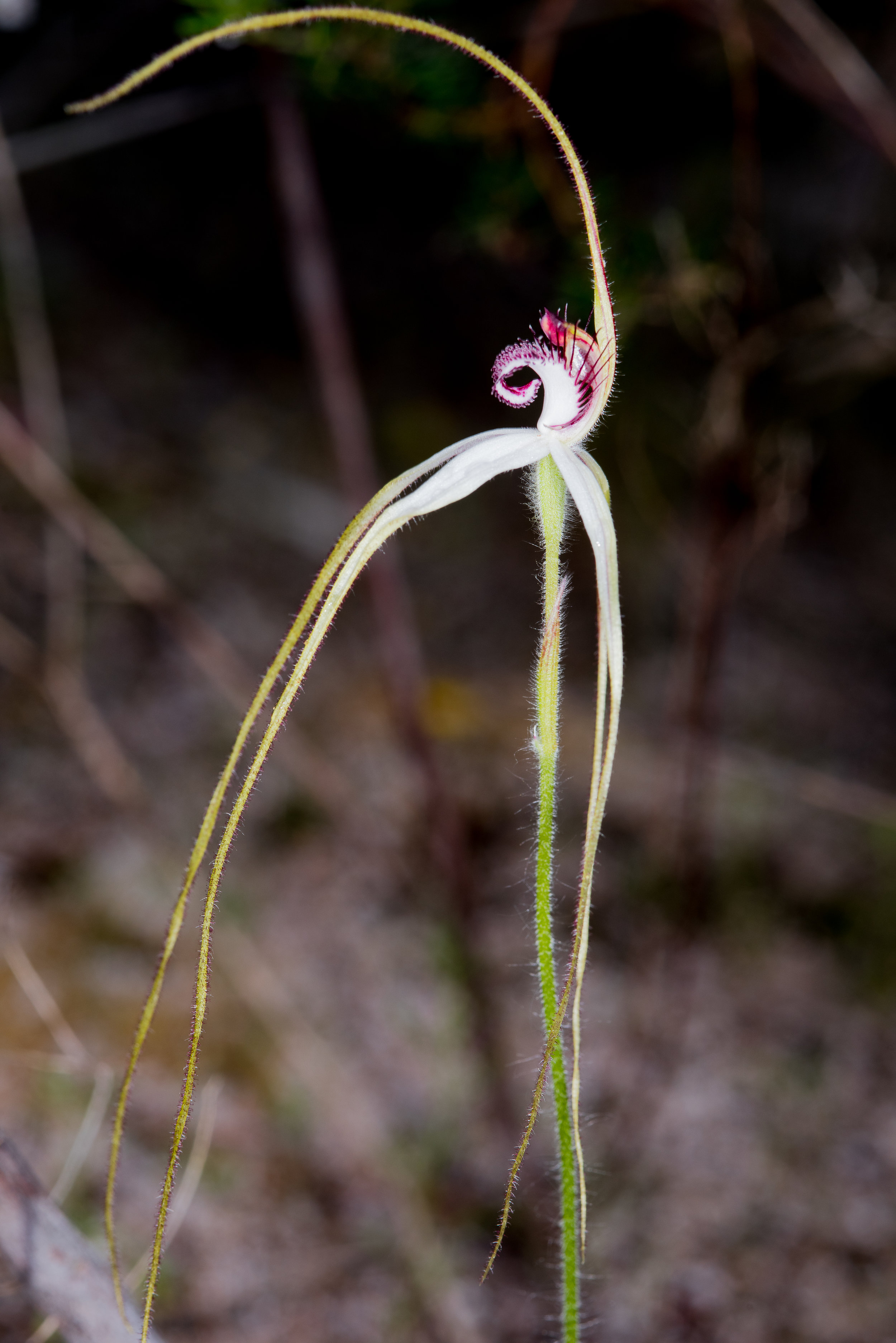  Caladenia longicauda ssp. calcigena – Coastal White Spider Orchid, Nowergup 