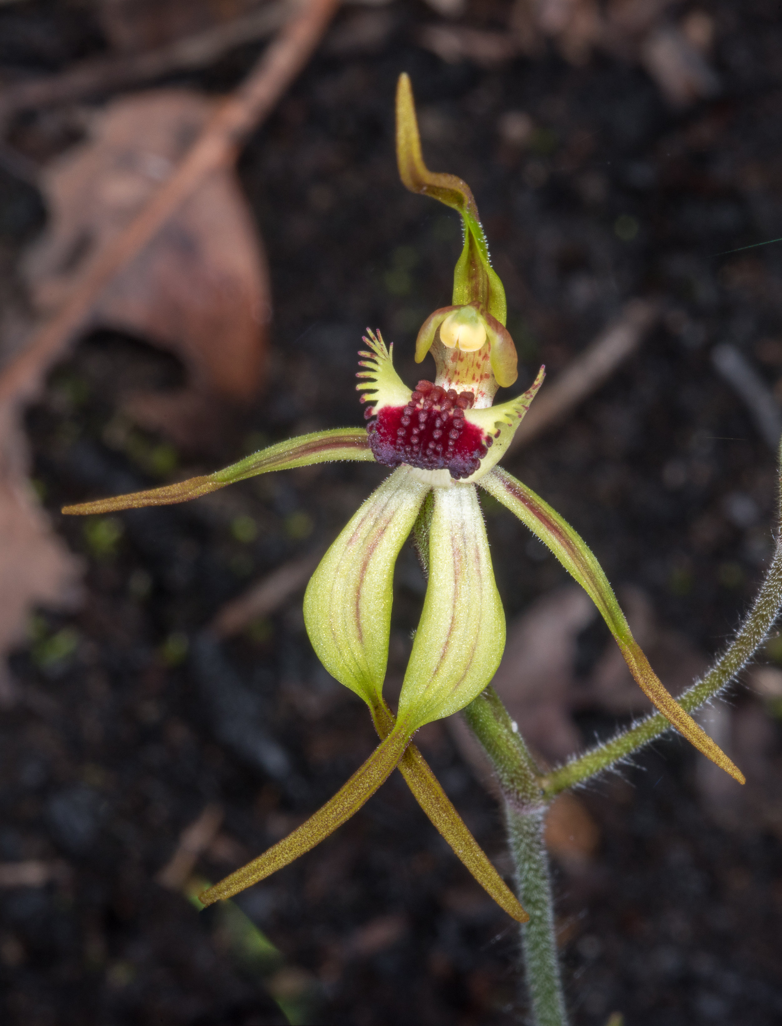  Caladenia longiclavata – Clubbed Spider Orchid, Bevan Road 