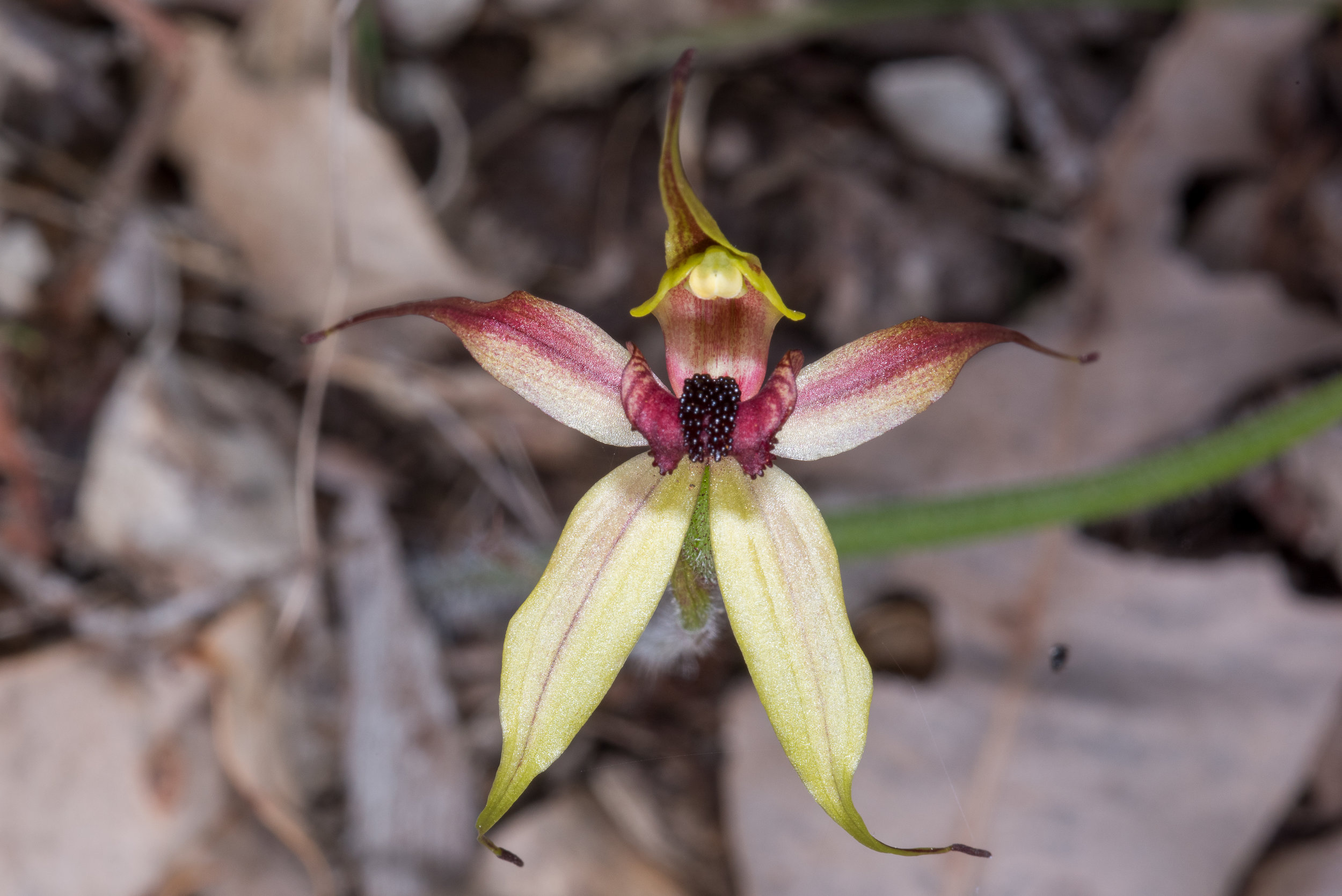  Caladenia macrostylis – Leaping Spider Orchid, Cnr Muir Hwy &amp; Thomson Rd 