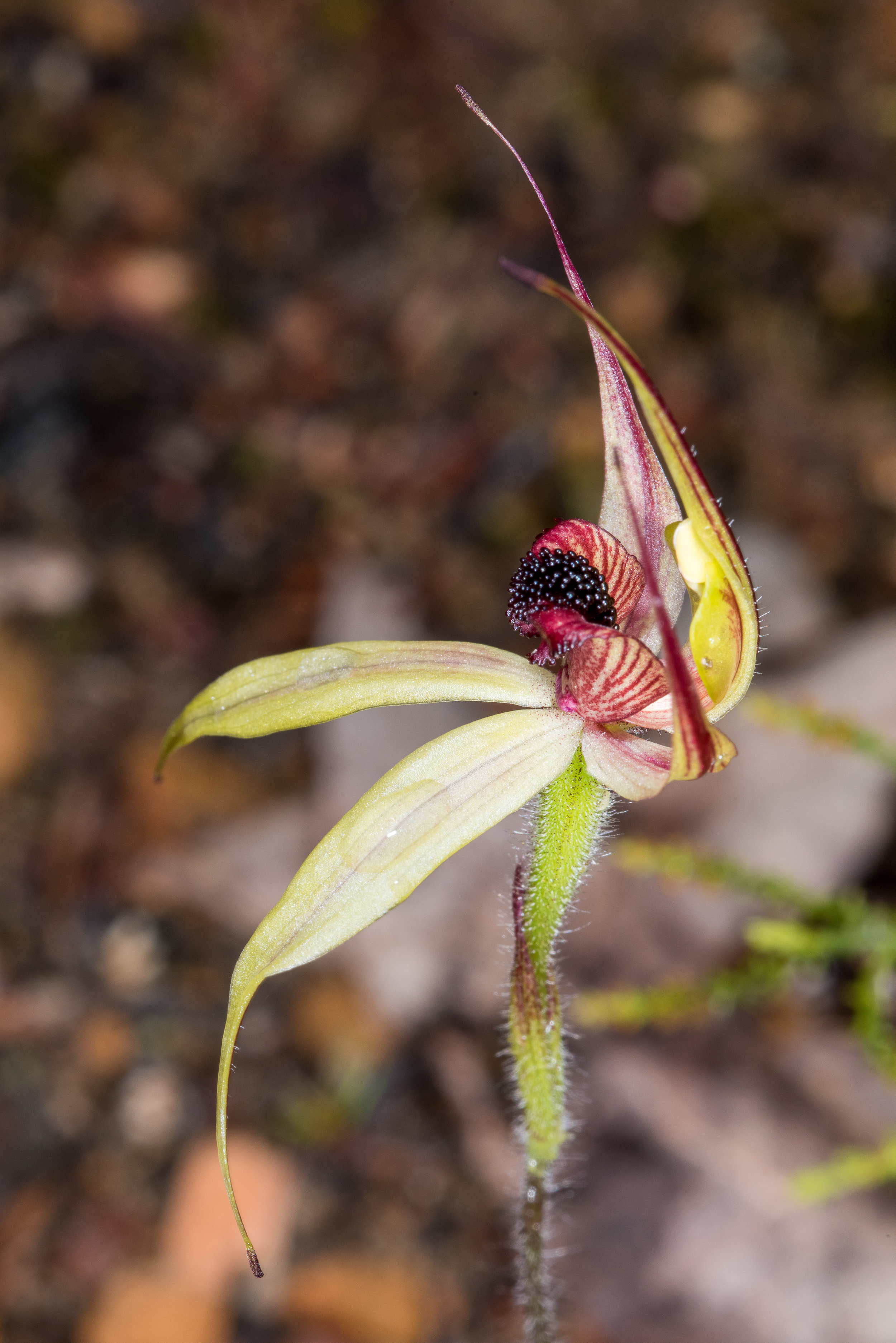  Caladenia macrostylis – Leaping Spider Orchid, Sheepwash Creek Conservation Area 