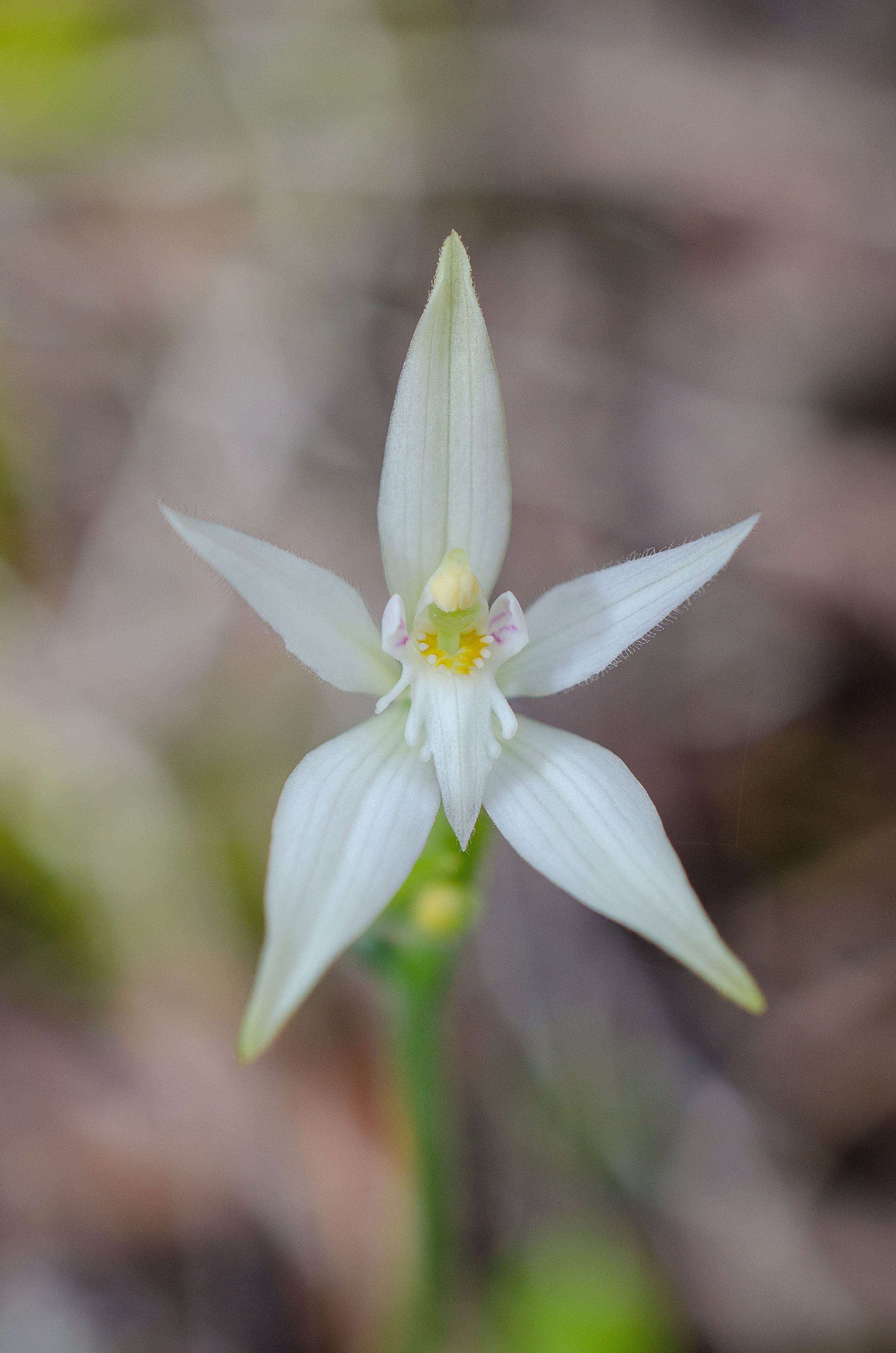 Caladenia marginata – White Fairy, &nbsp;Bremer Bay 