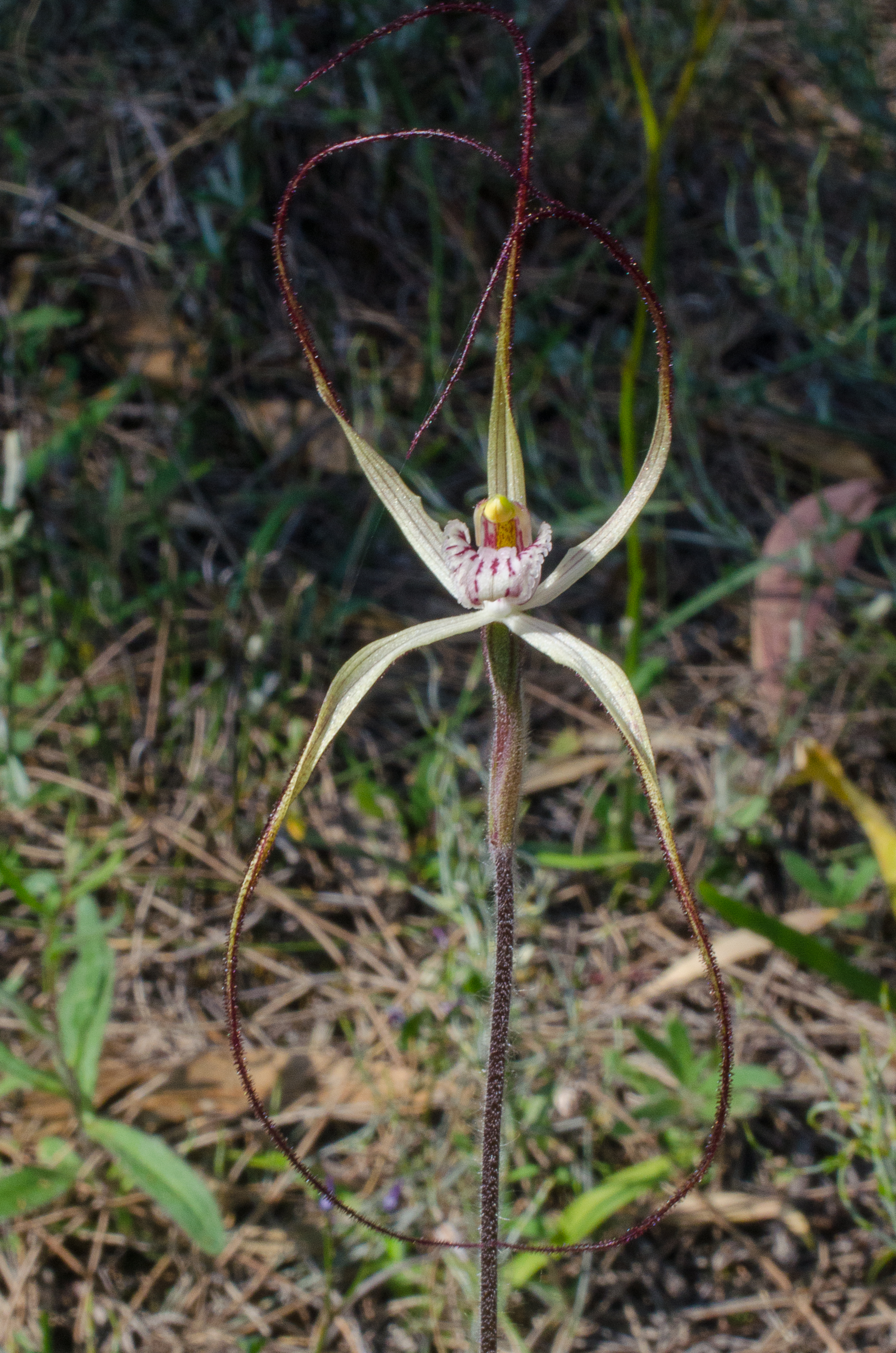  Caladenia microchila – Western Wispy Spider Orchid, Jerramungup sports oval 