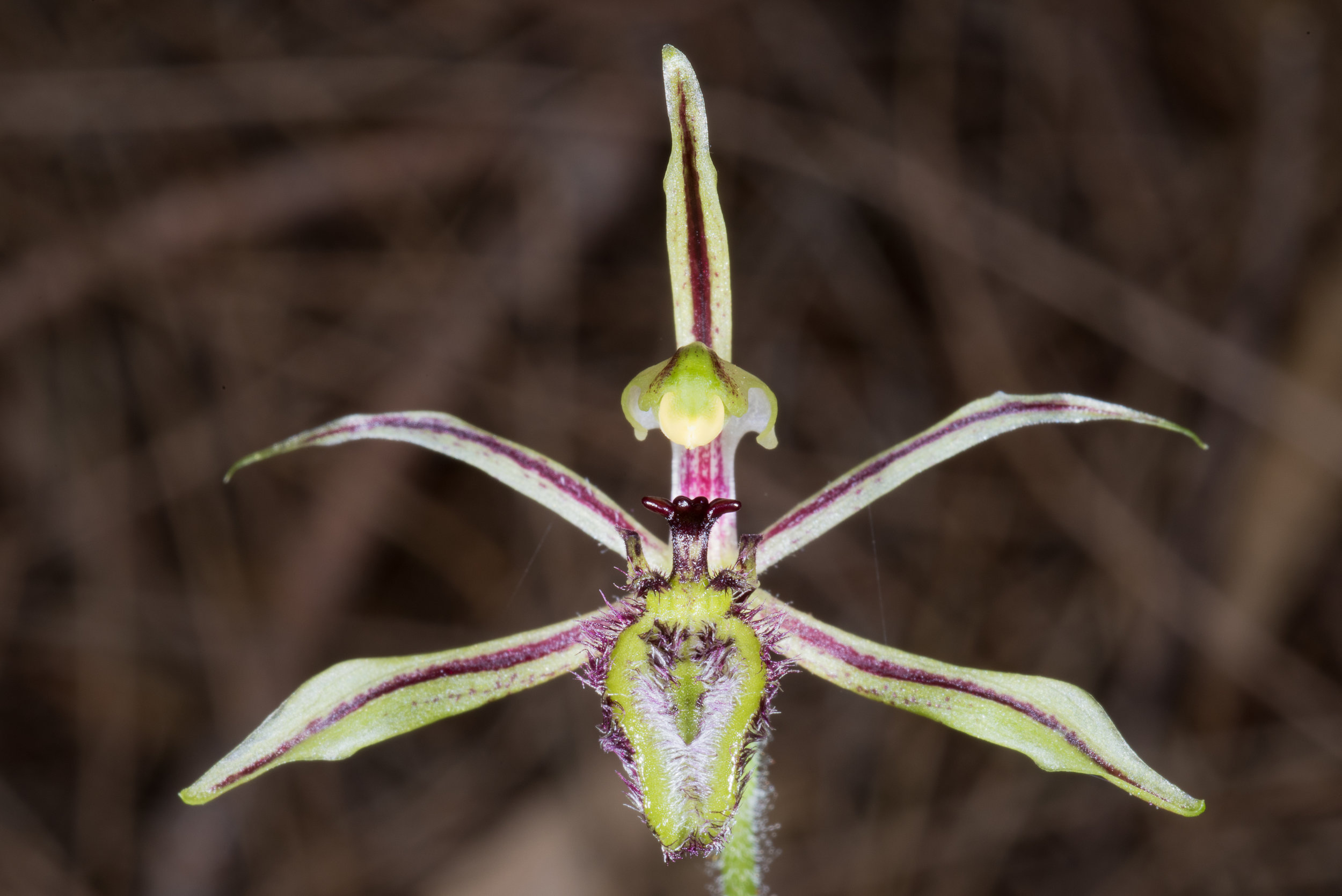  Caladenia mesocera – Narrow-lipped Dragon Orchid, Tarwonga 