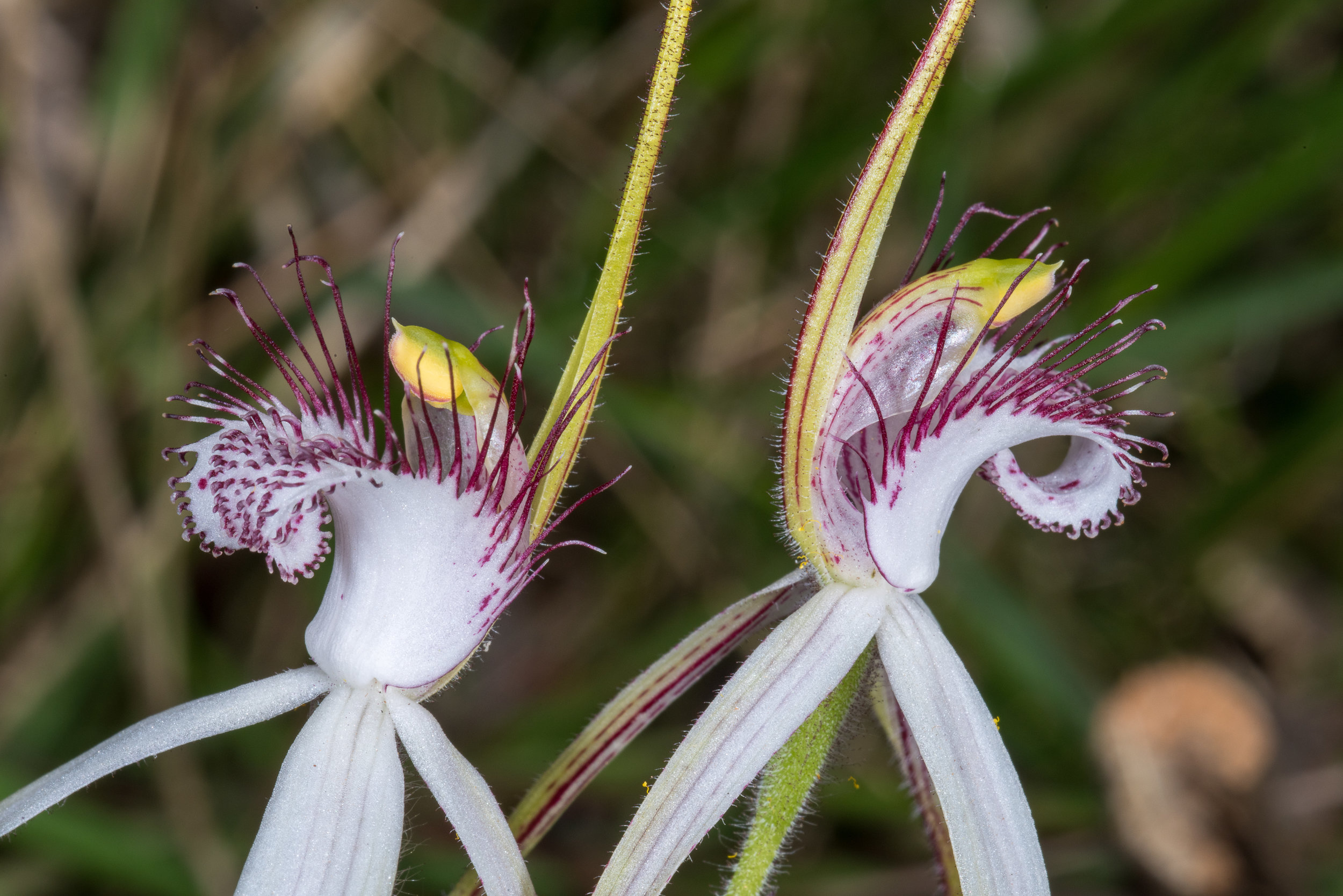  Caladenia longicauda ssp. albella – Small-lipped Spider Orchid, near Lake Indoon, Eneabba area 