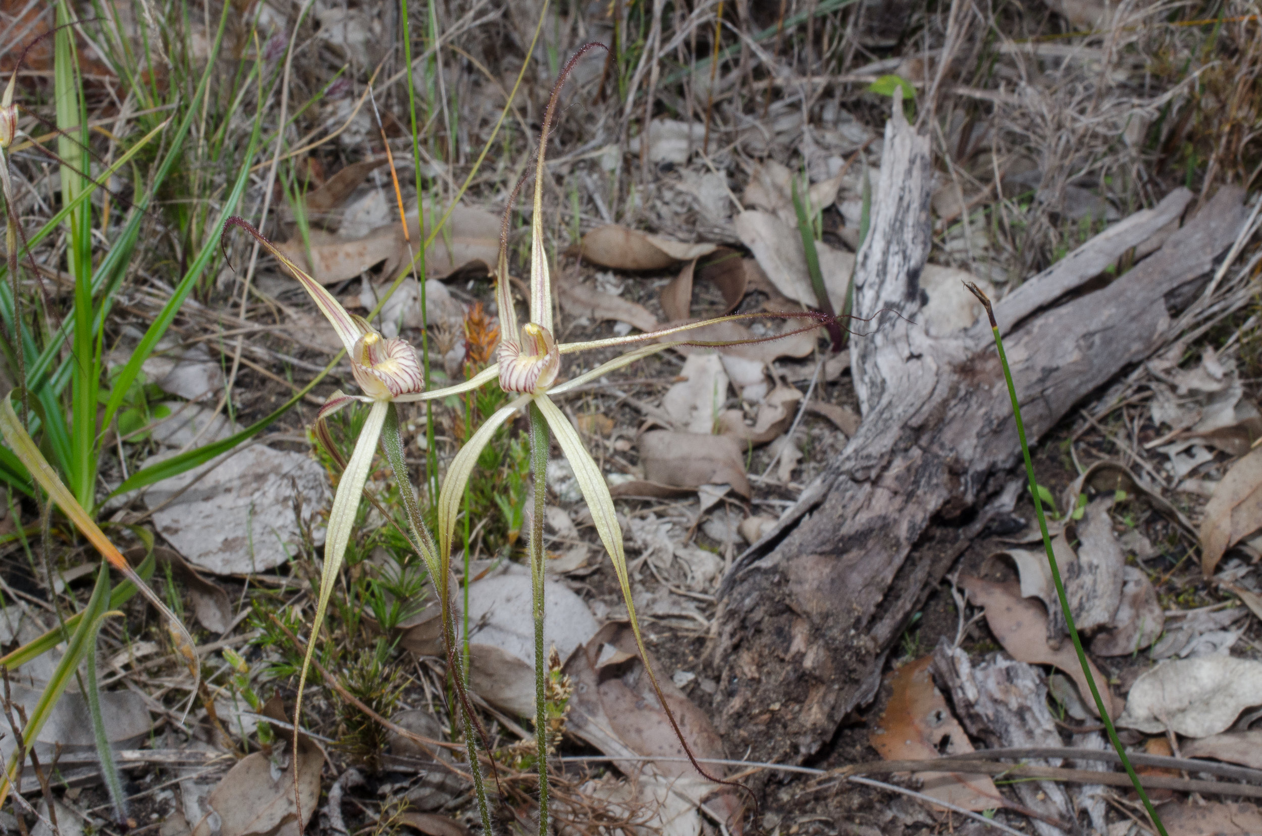  Caladenia moodiarrup - Tenderden yellow orchid, Mondurup Reserve, Mt Barker 
