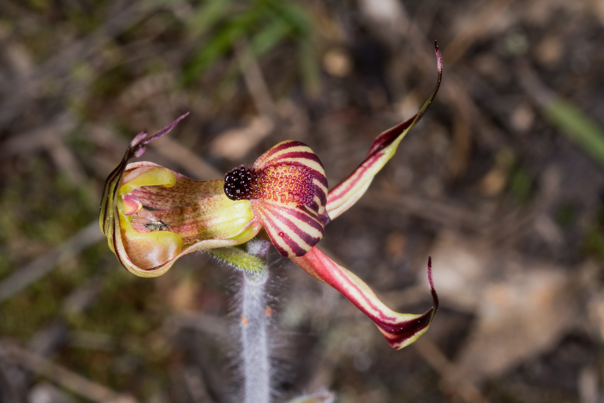  Caladenia multiclavia – Lazy Spider Orchid, Jerramungup 