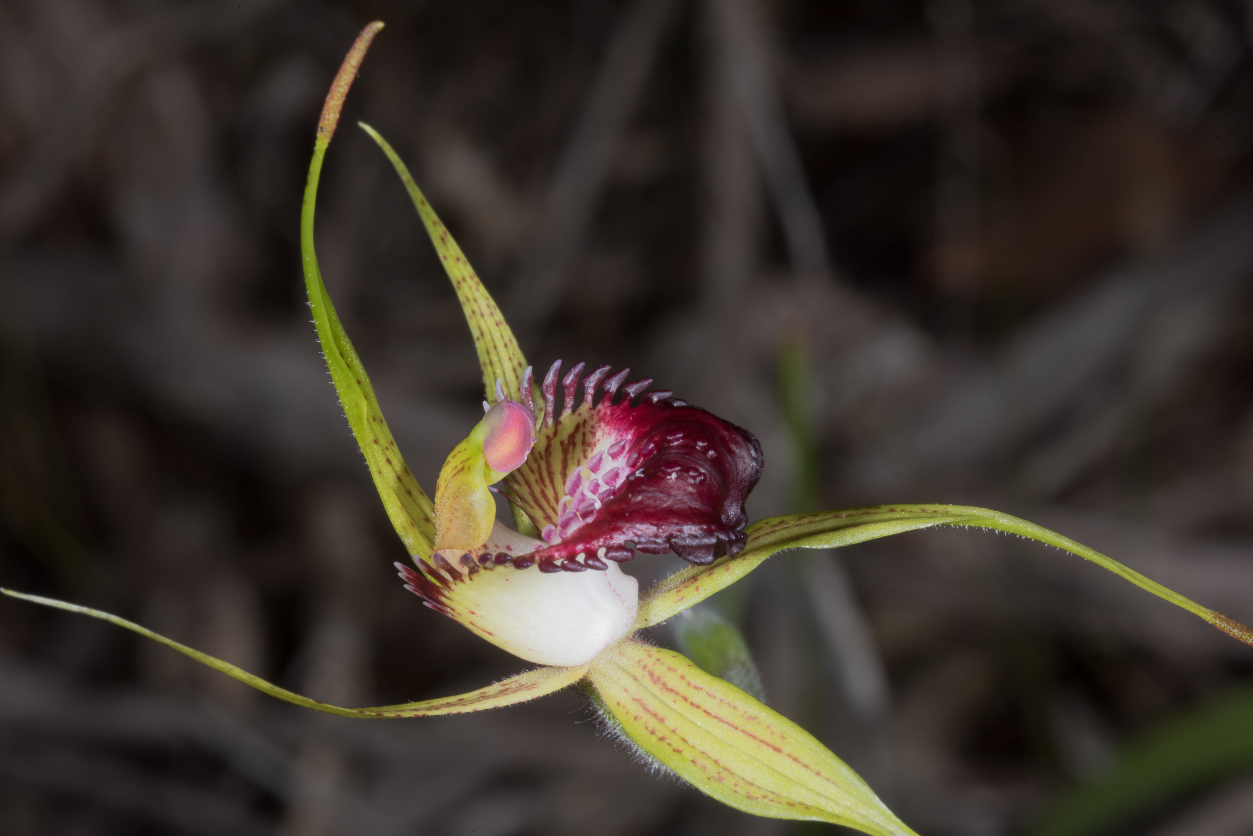  Caladenia paludosa – Swamp Spider Orchid, Bunker Bay Road 