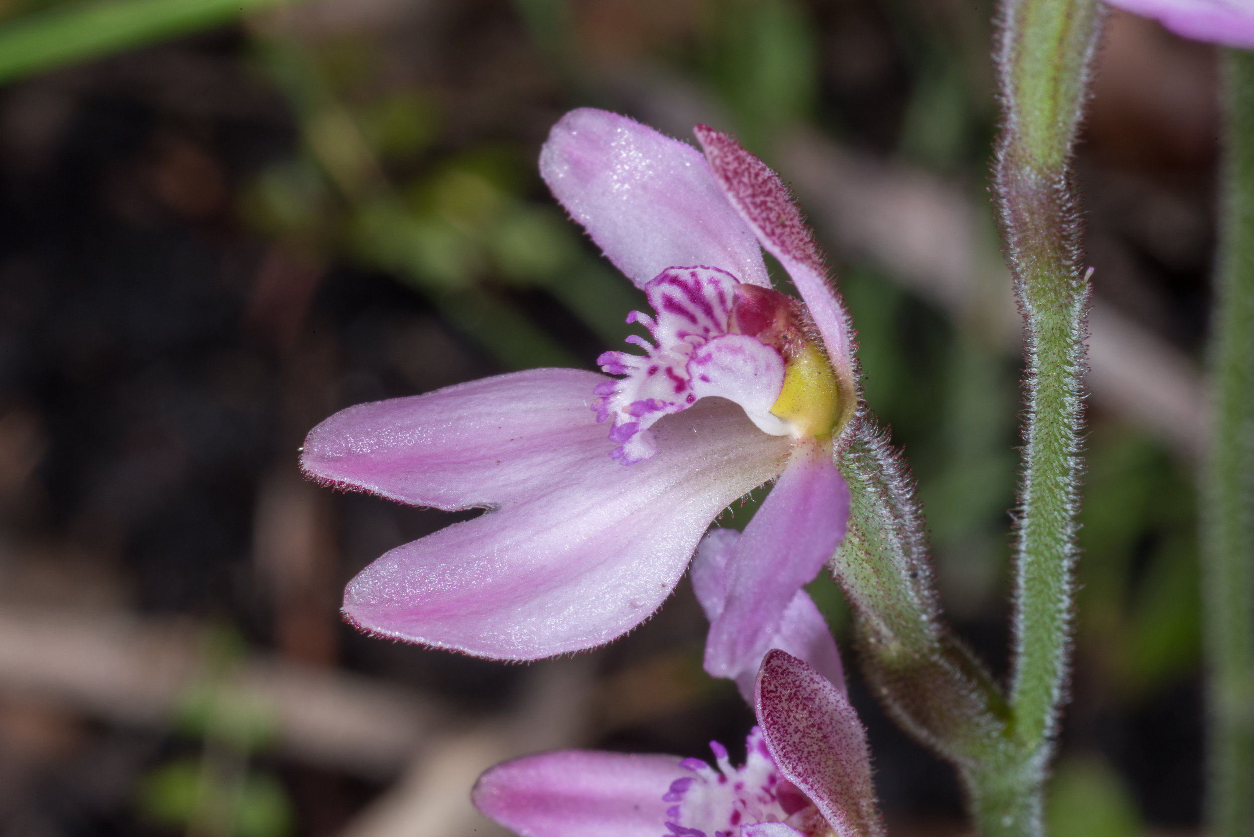  Caladenia nana ssp. nana - Little Pink Fan Orchid, Bevan Road 