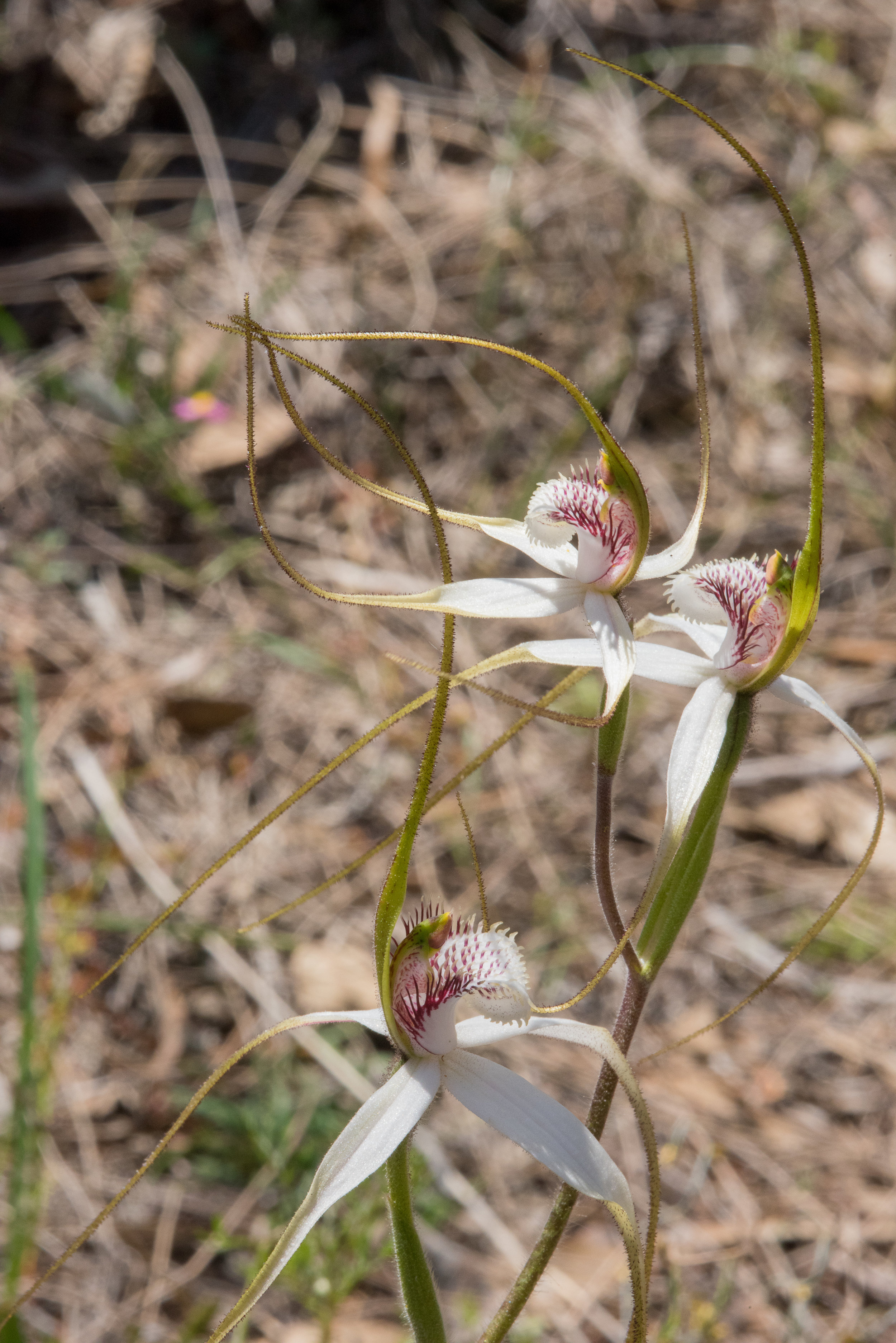  Caladenia longicauda ssp. crassa – Esperance White Spider Orchid, Beaufort River 