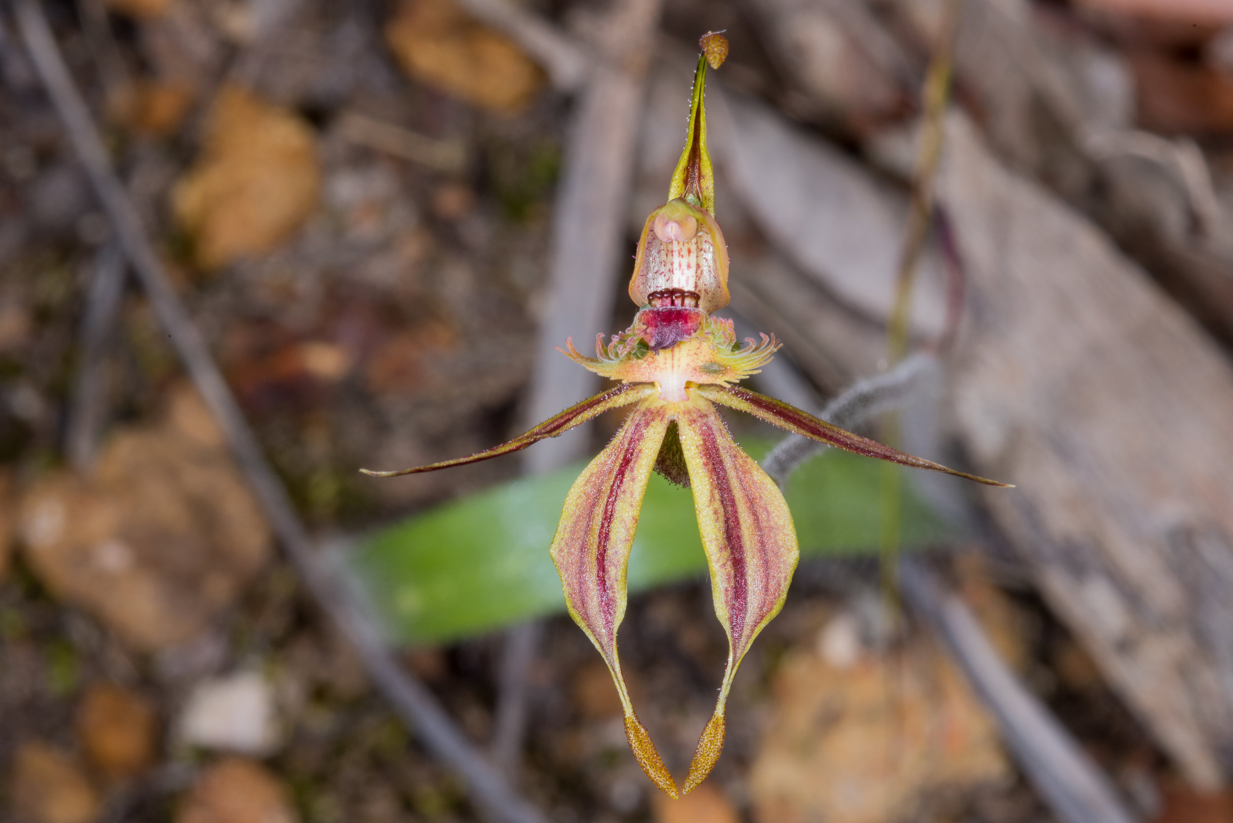  Caladenia plicata – Crab-lipped Spider Orchid, Stirling Range NP 