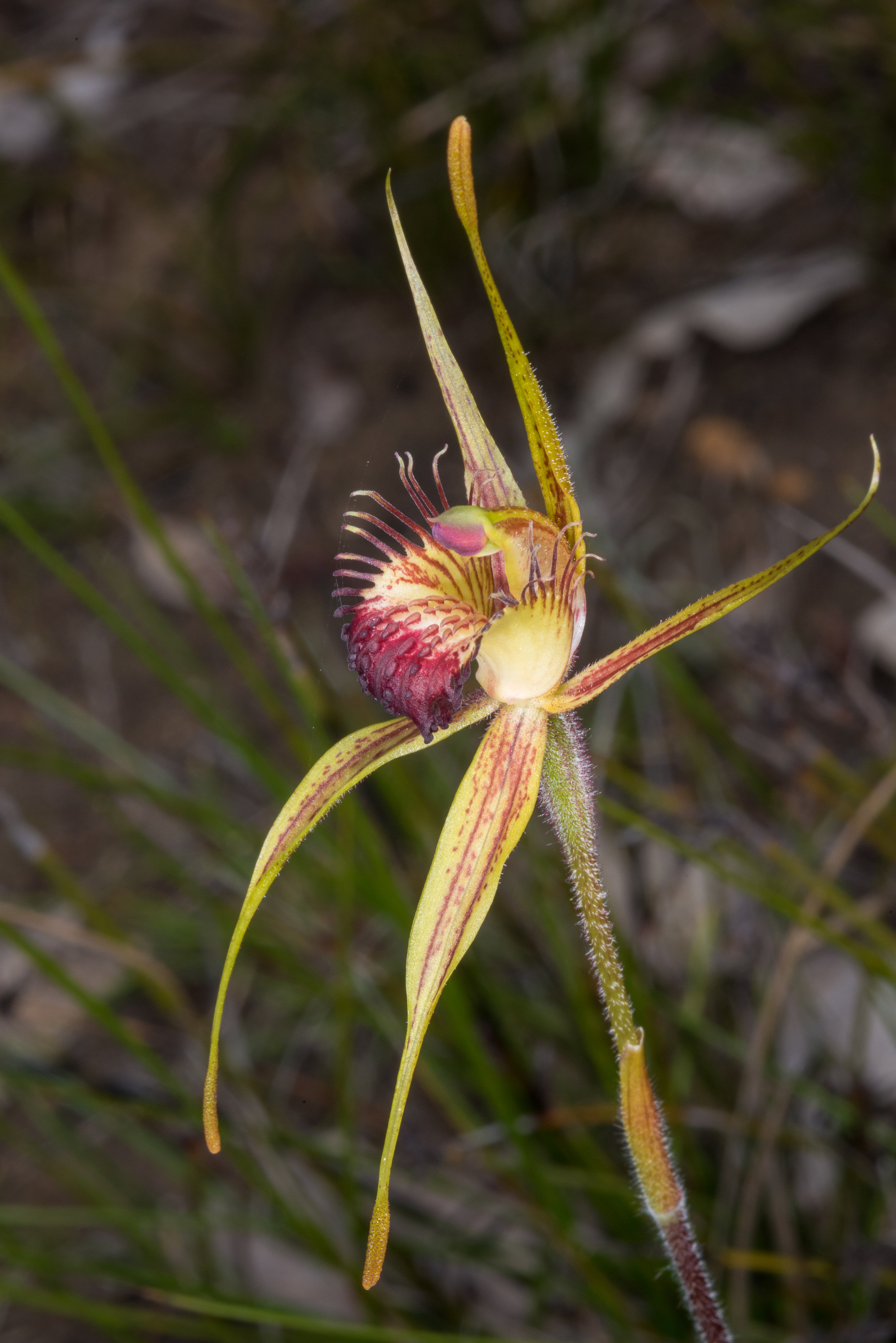  Caladenia pectinata – King Spider Orchid, Mondurup Reserve, Mt Barker 