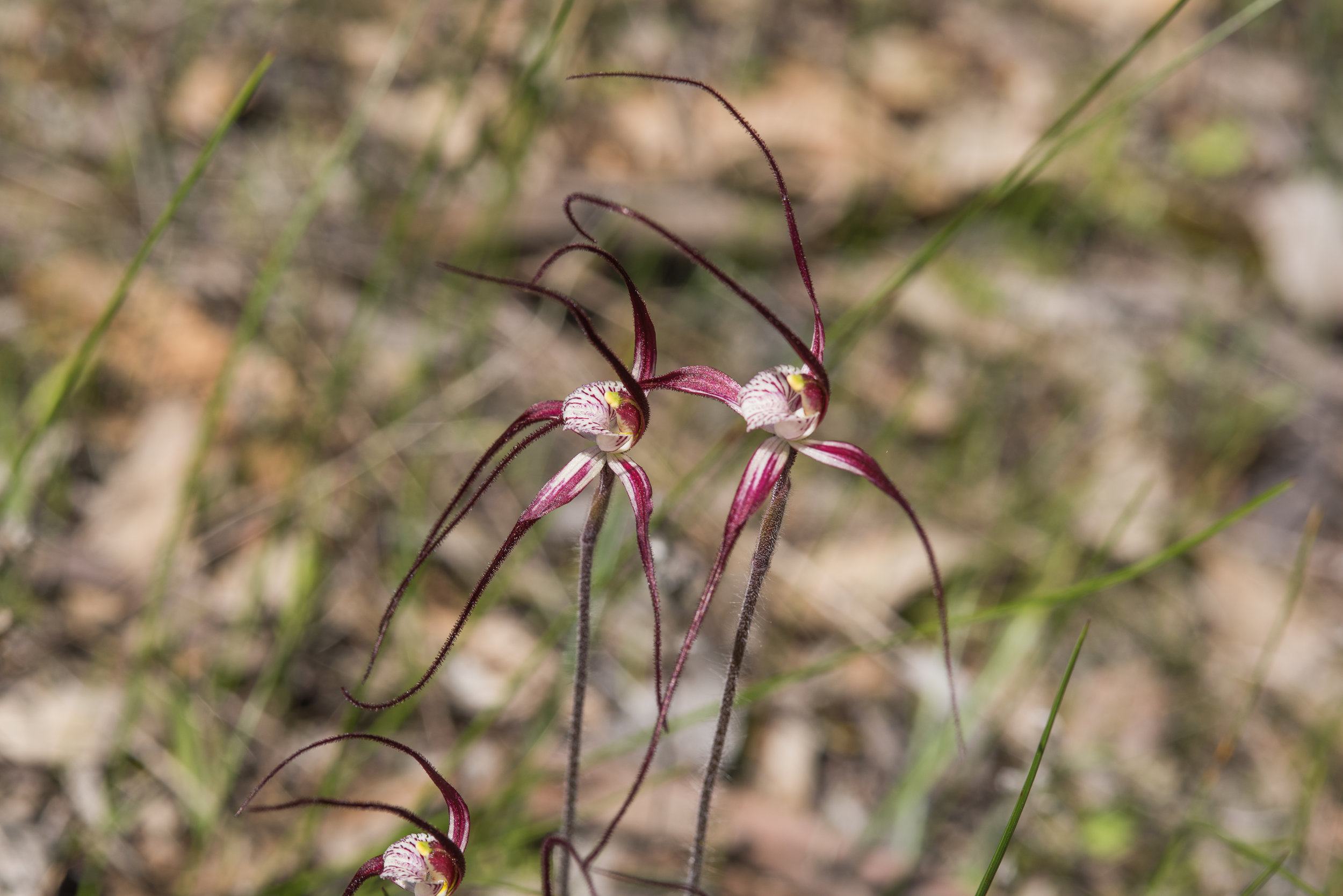  Caladenia polychroma – Joseph Spider Orchid, Beaufort River 