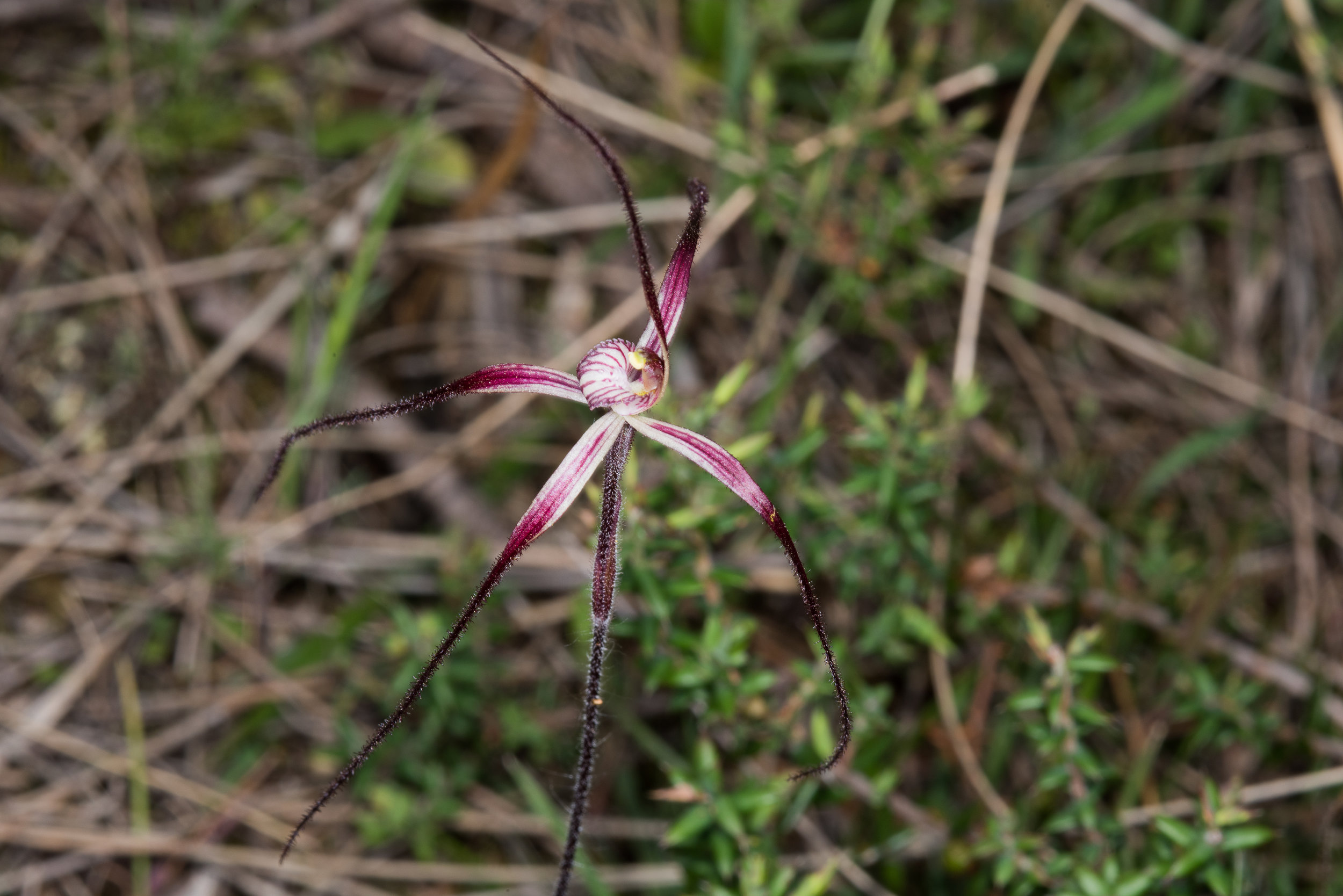  Caladenia pulchra – Slender Spider Orchid, Needilup 