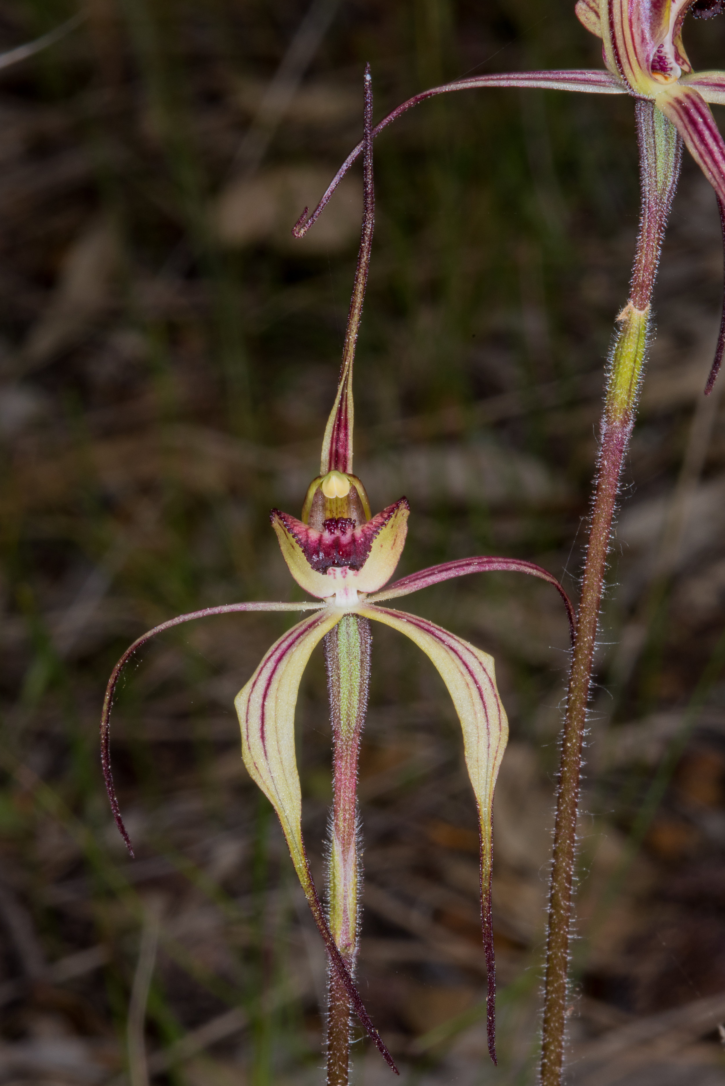  Caladenia radialis – Drooping Spider Orchid, Marra Bridge, Pallinup &nbsp;River Nature Reserve 