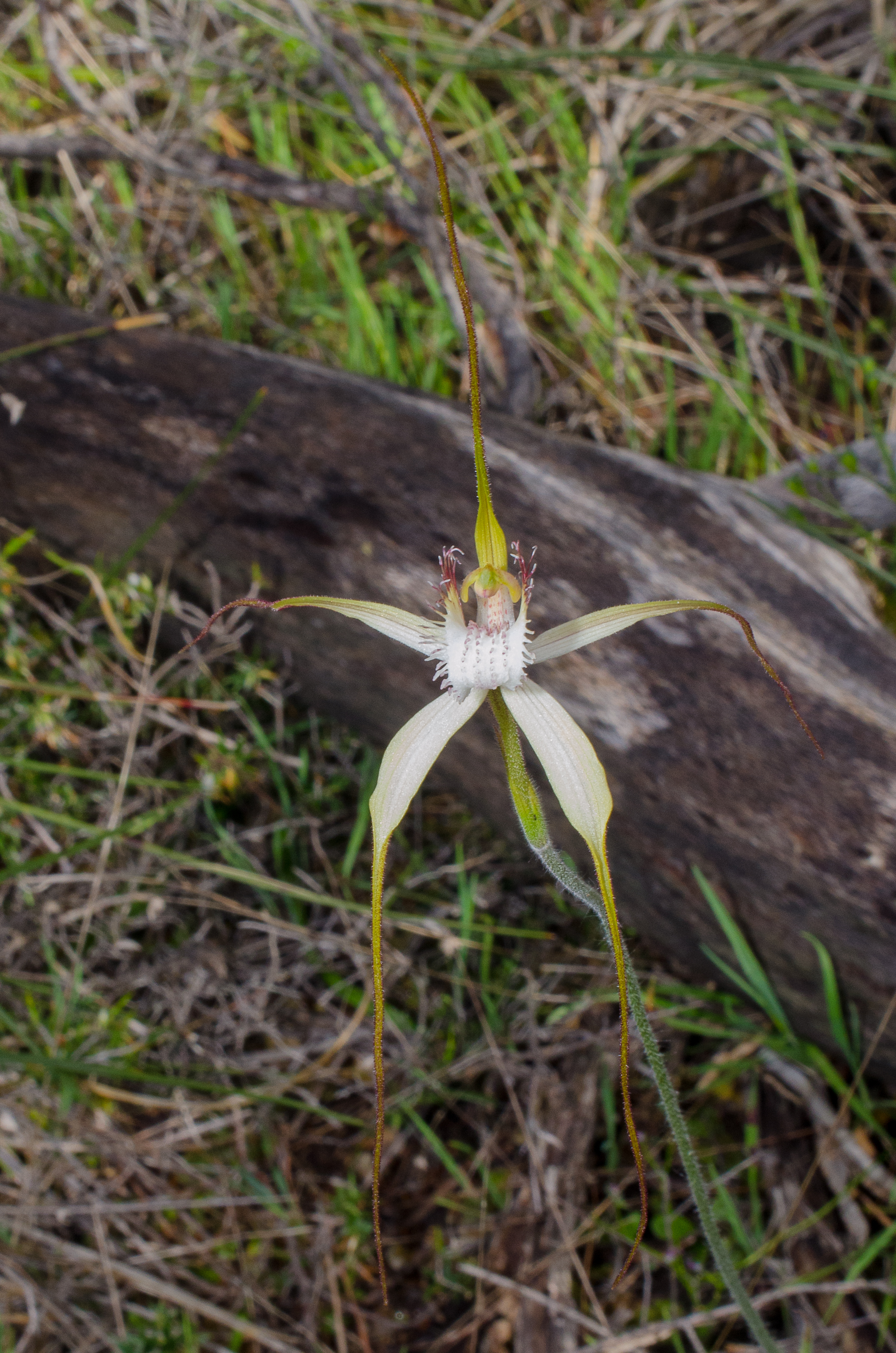  Caladenia speciosa – Sandplain White Spider Orchid, Ruabon Nature Reserve 