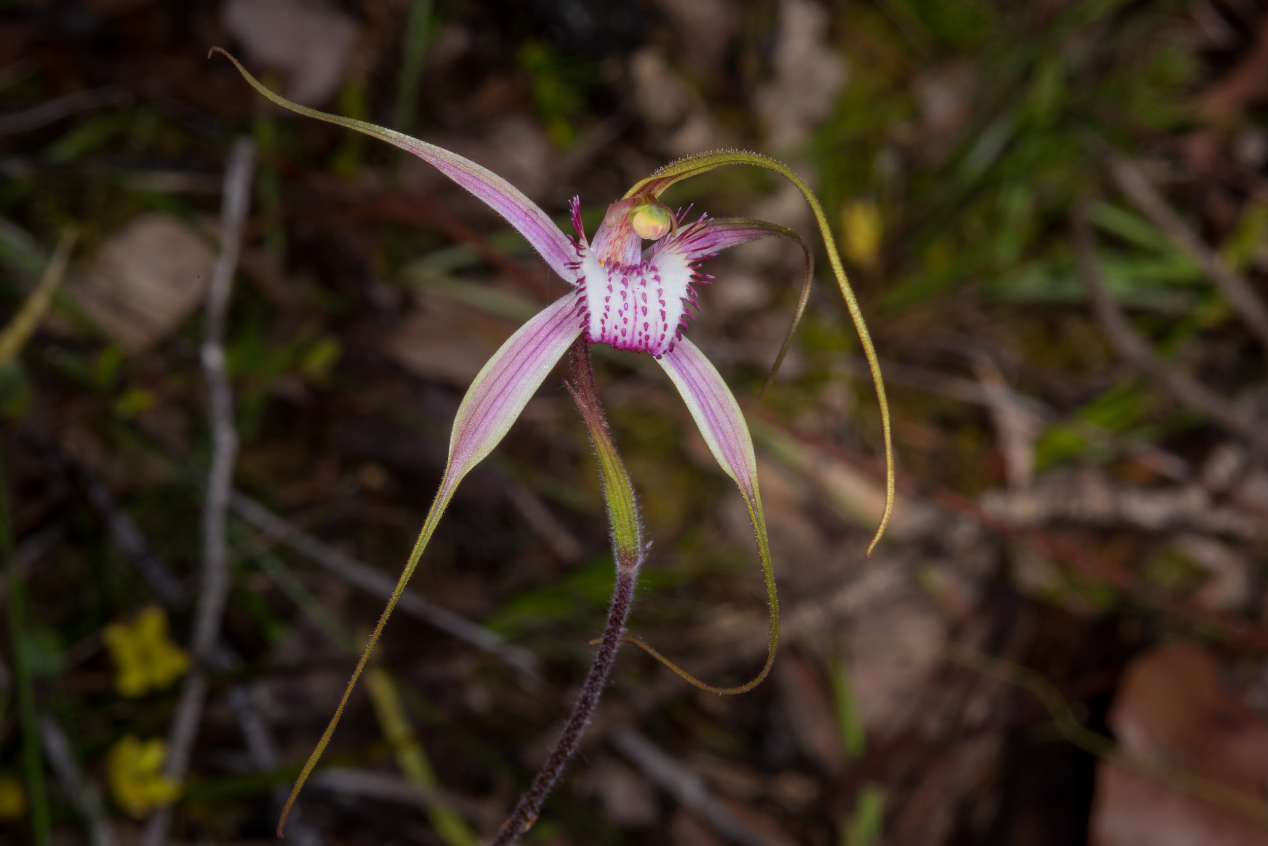  Caladenia startiorum - Starts' Spider Orchid, Sheepwash Creek Conservation Area, Denmark Mt Barker Road 