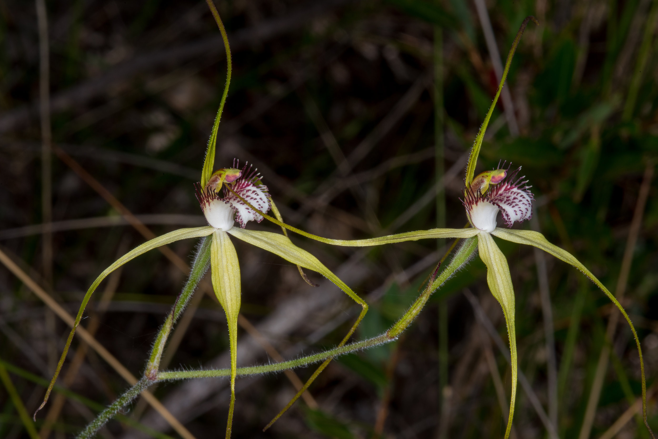  Caladenia swartsiorum – Island Point Spider Orchid, Island Point Reserve, near Mandurah 