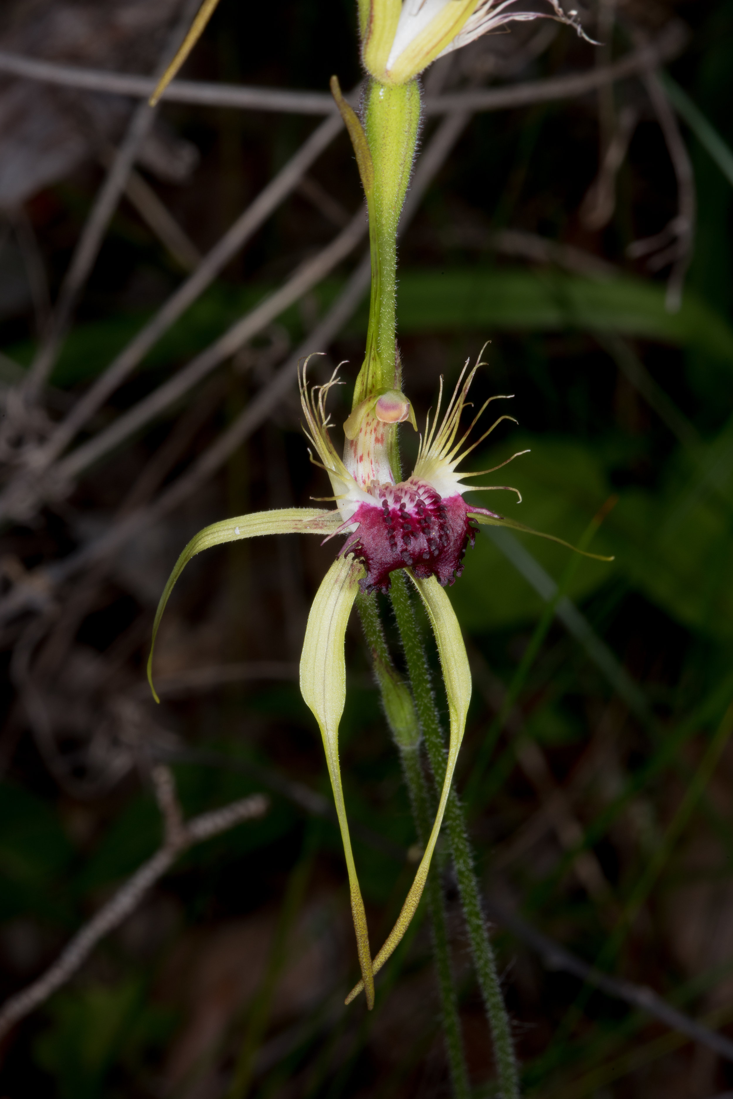  Caladenia thinicola – Scott River Spider Orchid, Bunker Bay Road 