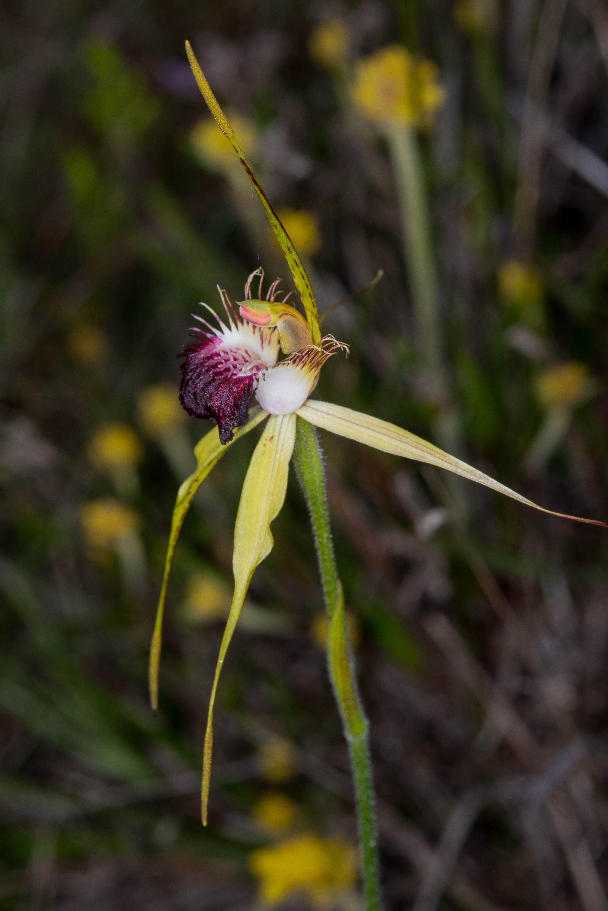  Caladenia uliginosa – Darting Spider Orchid, Caves Road, Yallingup 