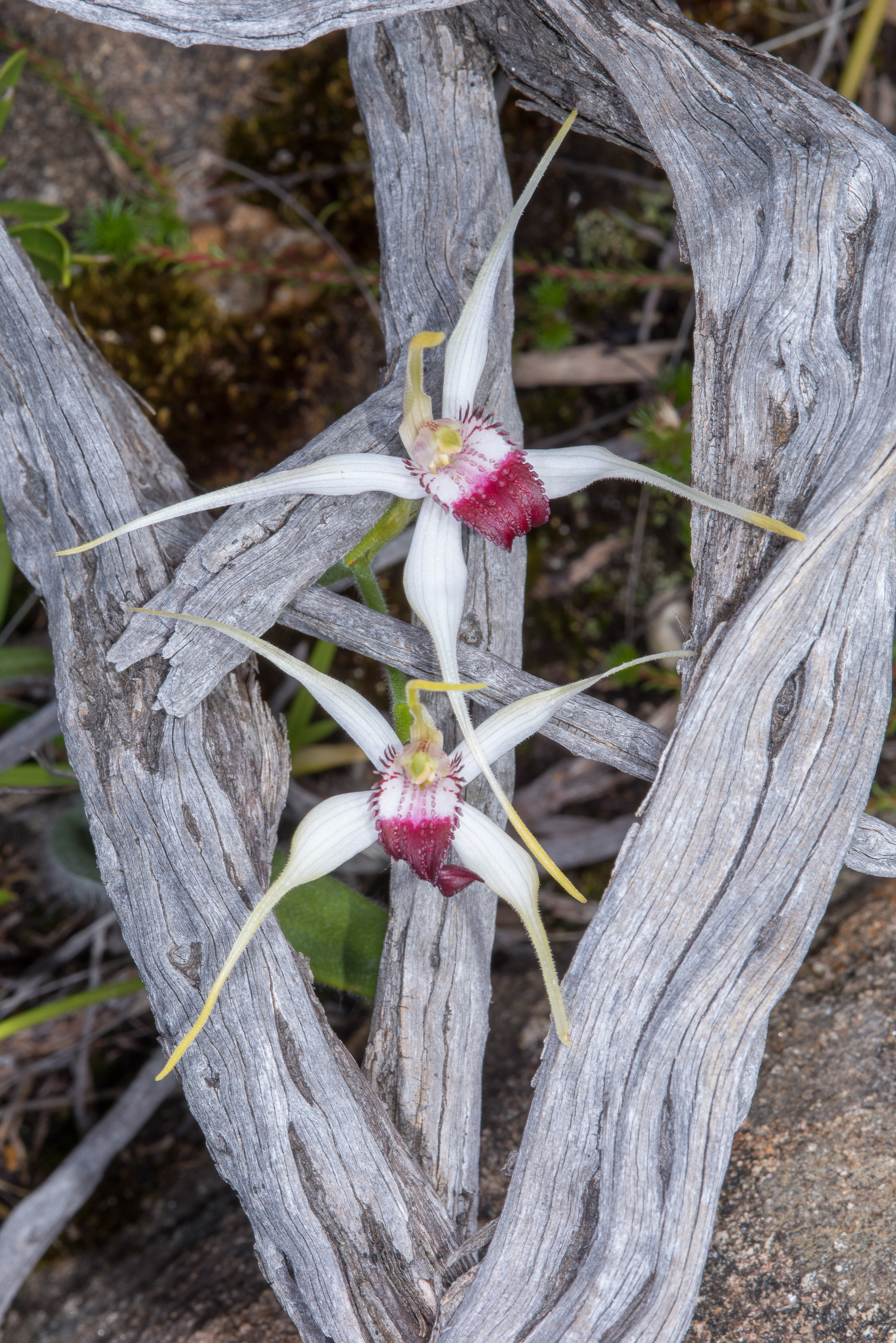  Caladenia nivalis – Exotic Spider Orchid, Yallingup 